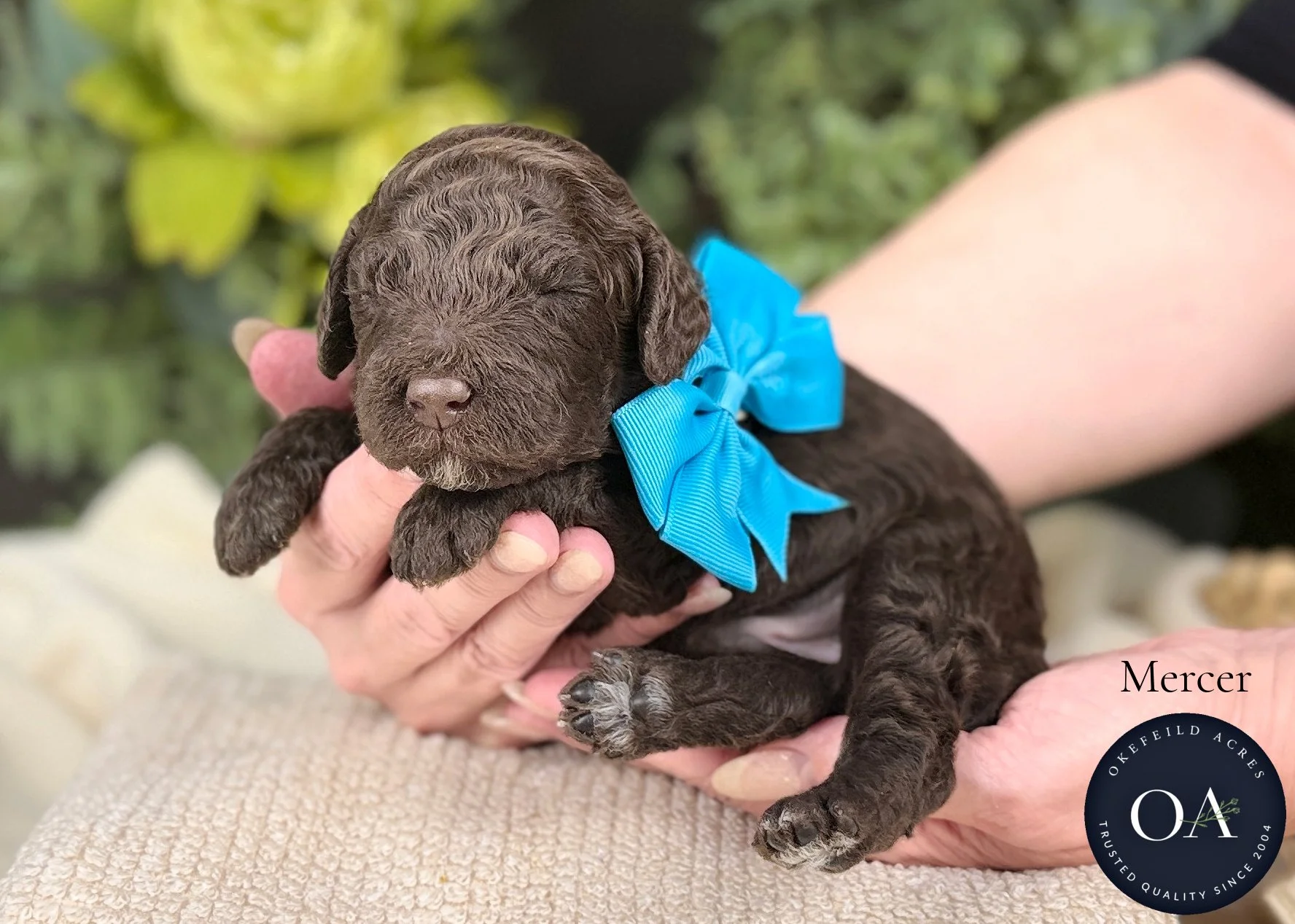 Mercer-F2b-Mini-English-Teddy-Bear-Goldendoodle-Puppy-For-Sale-Okefeild-Acres-Missouri.jpg (Copy)