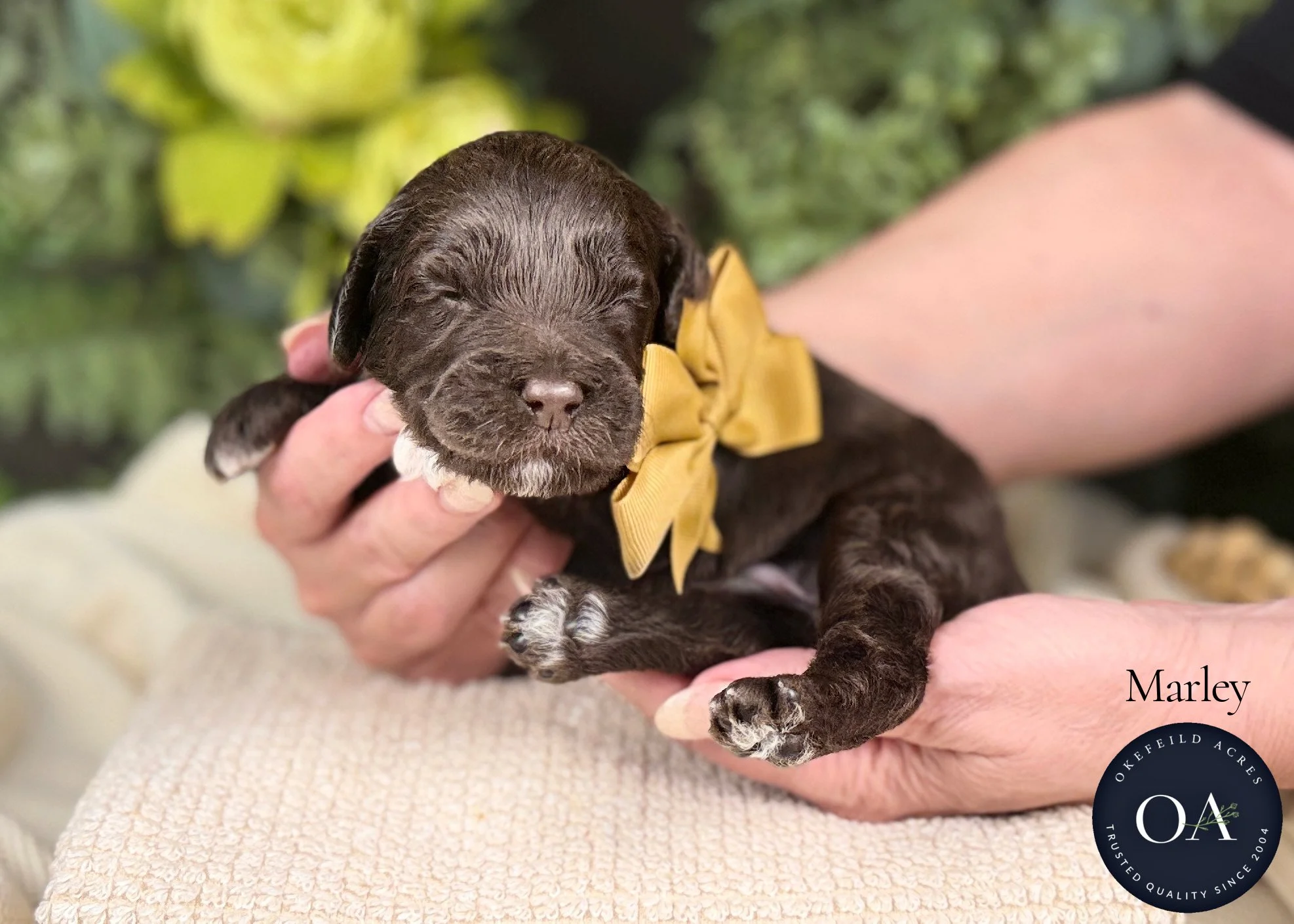 Marley-F2b-Mini-English-Teddy-Bear-Goldendoodle-Puppy-For-Sale-Okefeild-Acres-Missouri.jpg (Copy)