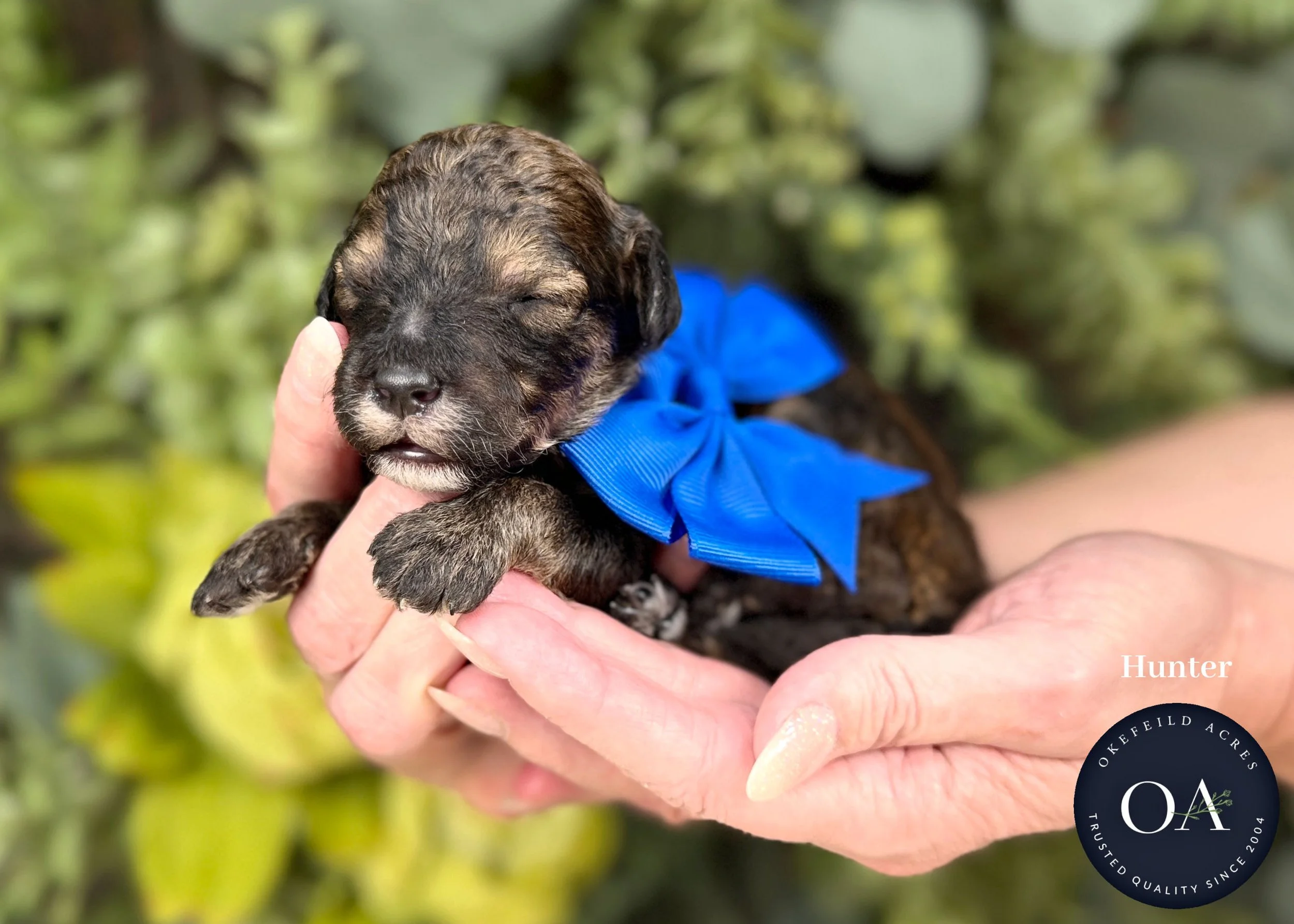 Hunter-Brown-Sable-Phantom-F2b-Small-English-Teddy-Bear-Goldendoodle-Puppies-For-Sale-Okefeild-Acres-Missouri.jpg (Copy) (Copy)