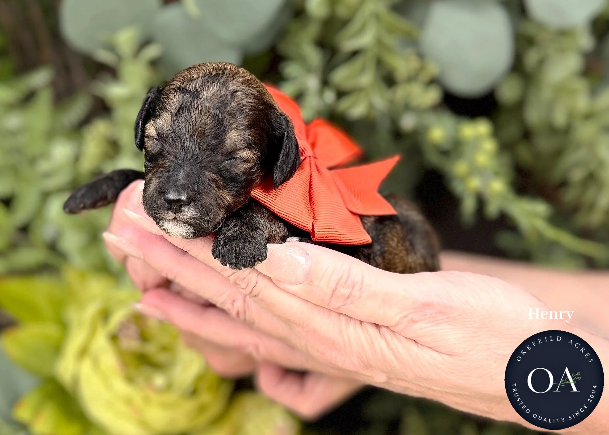 Henry-Sable-Phantom-F2b-Small-English-Teddy-Bear-Goldendoodle-Puppies-For-Sale-Okefeild-Acres-Missouri.jpg (Copy) (Copy)