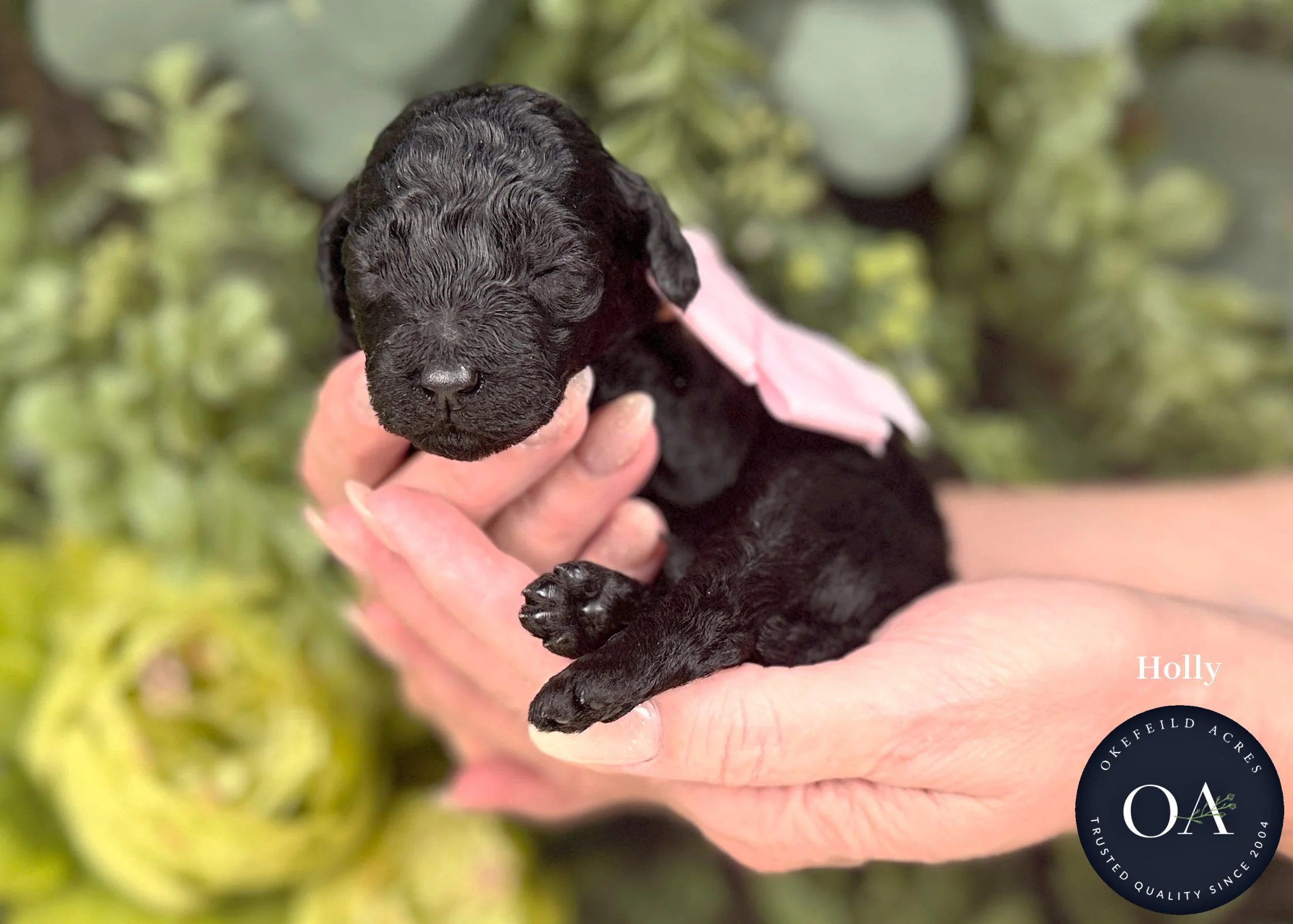 Holly-Black-F2b-Small-English-Teddy-Bear-Goldendoodle-Puppies-For-Sale-Okefeild-Acres-Missouri.jpg (Copy) (Copy)