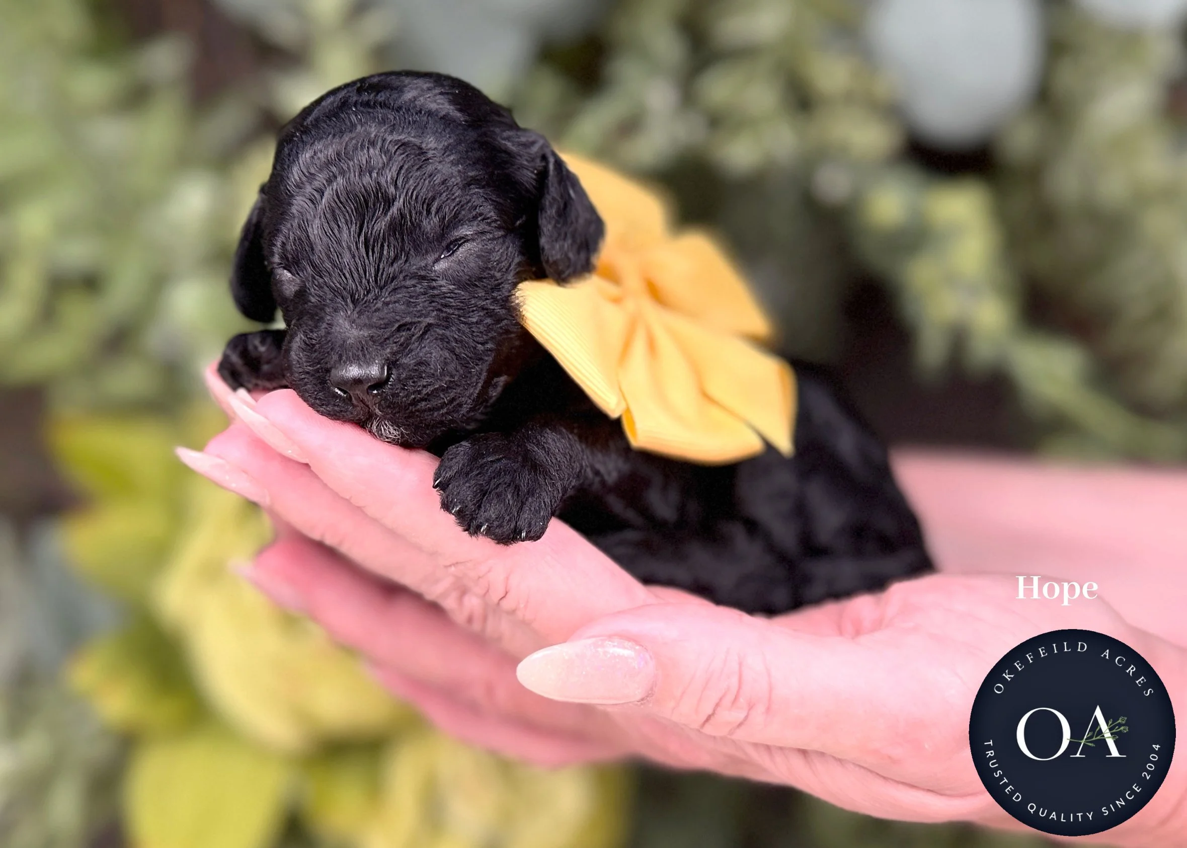 Hope-Black-F2b-Small-English-Teddy-Bear-Goldendoodle-Puppies-For-Sale-Okefeild-Acres-Missouri.jpg (Copy) (Copy)