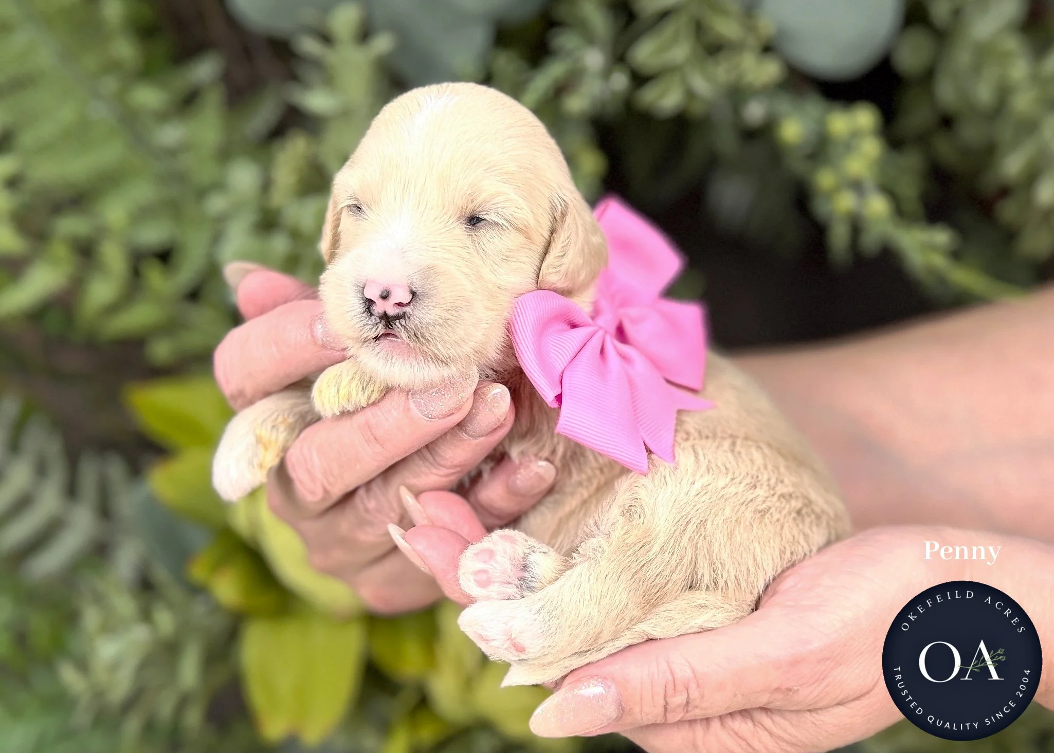 Penny-Cream-F2b-Mini-English-Teddy-Bear-Goldendoodle-Puppies-For-Sale-Okefeild-Acres-Missouri.jpg (Copy)