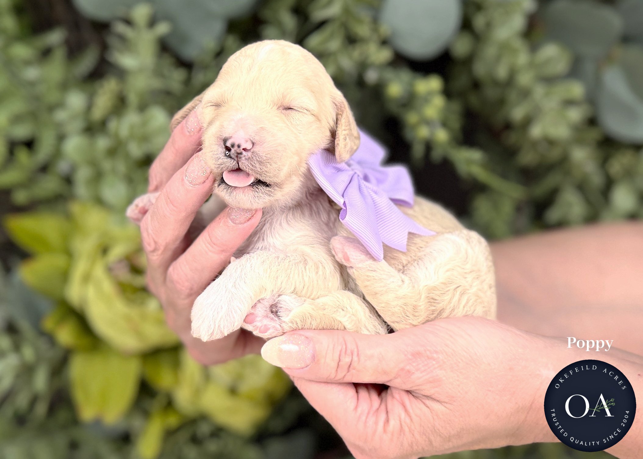 Poppy-Cream-F2b-Mini-English-Teddy-Bear-Goldendoodle-Puppies-For-Sale-Okefeild-Acres-Missouri.jpg (Copy)