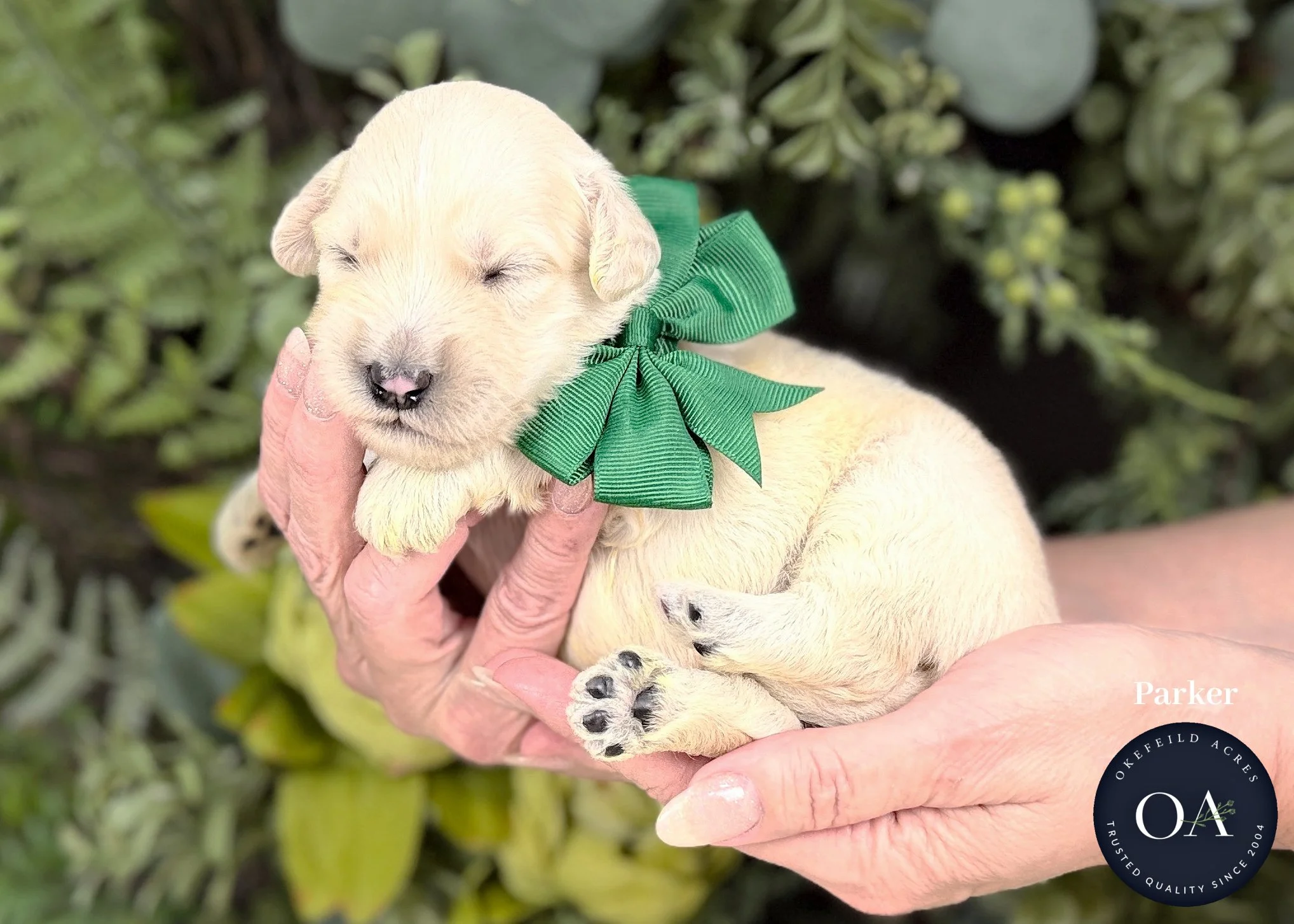 Parker-Cream-F2b-Mini-English-Teddy-Bear-Goldendoodle-Puppies-For-Sale-Okefeild-Acres-Missouri.jpg (Copy)
