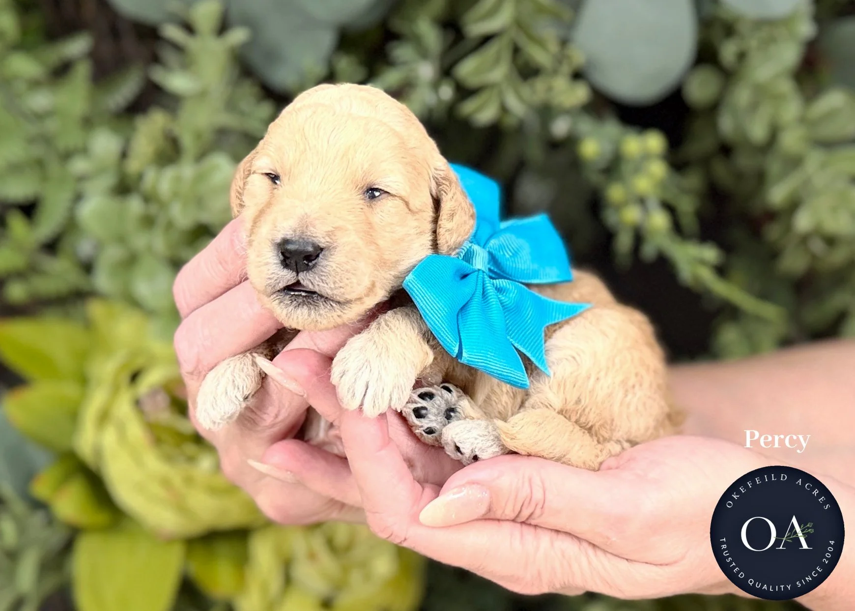 Percy-Cream-F2b-Mini-English-Teddy-Bear-Goldendoodle-Puppies-For-Sale-Okefeild-Acres-Missouri.jpg (Copy)