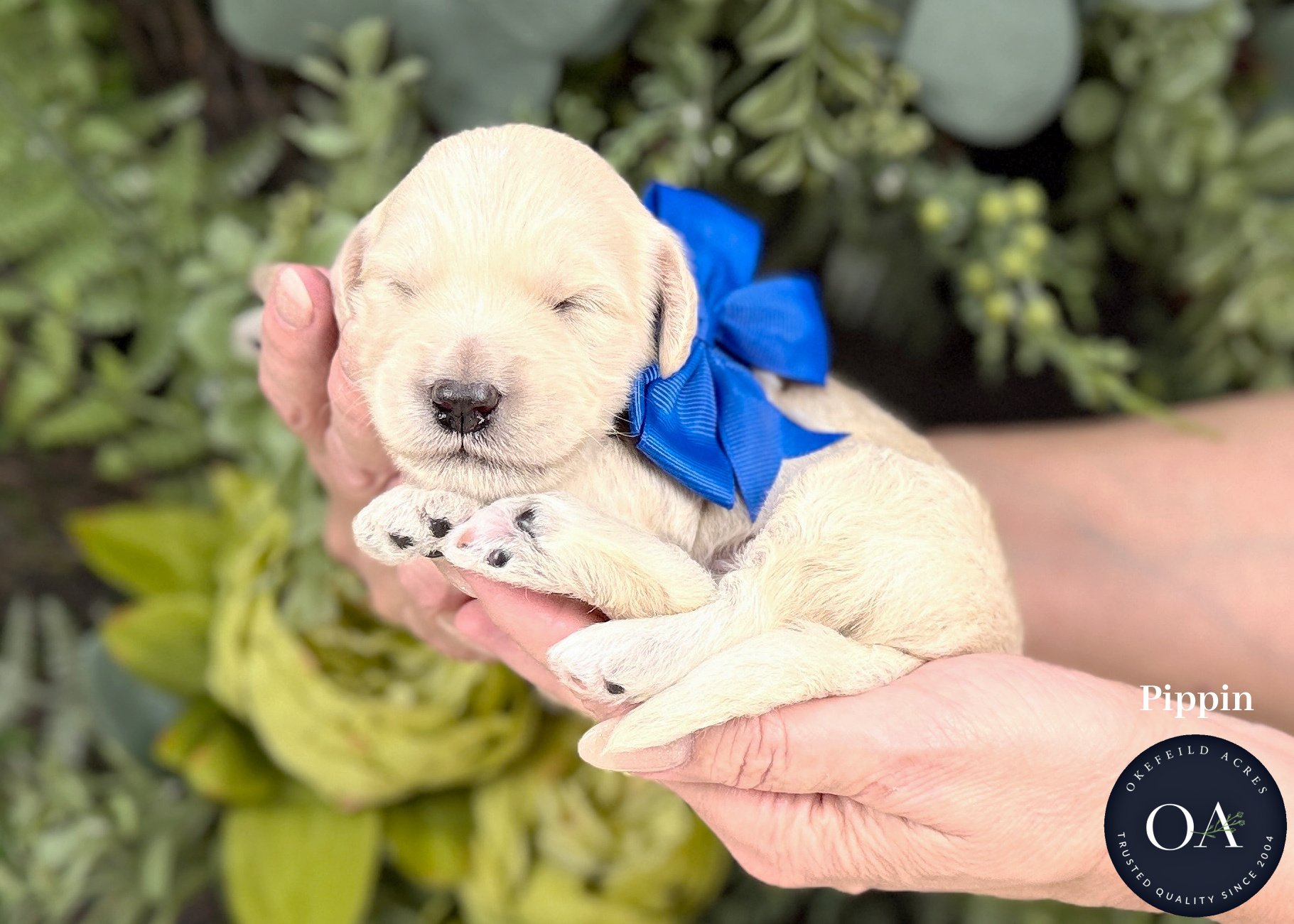 Pippin-Cream-F2b-Mini-English-Teddy-Bear-Goldendoodle-Puppies-For-Sale-Okefeild-Acres-Missouri.jpg (Copy)