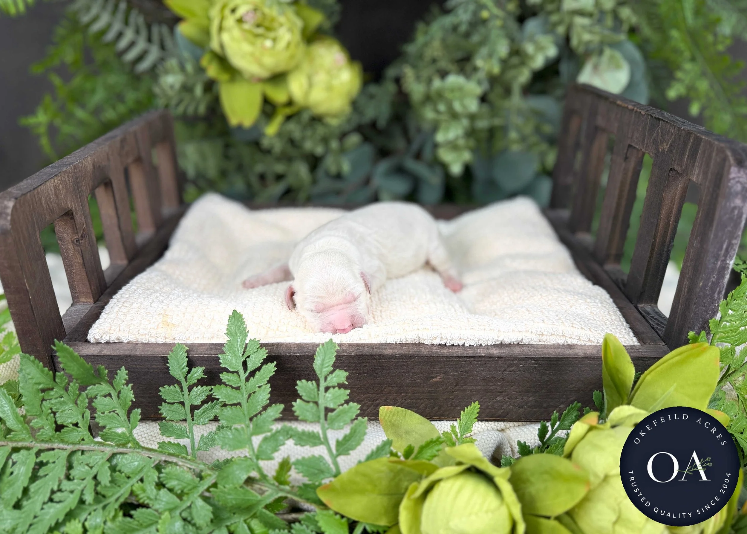 Cream-Female-F1b-Standard-English-Teddy-Bear-Goldendoodle-Puppies-For-Sale-Okefeild-Acres-Missouri-2.jpg (Copy)