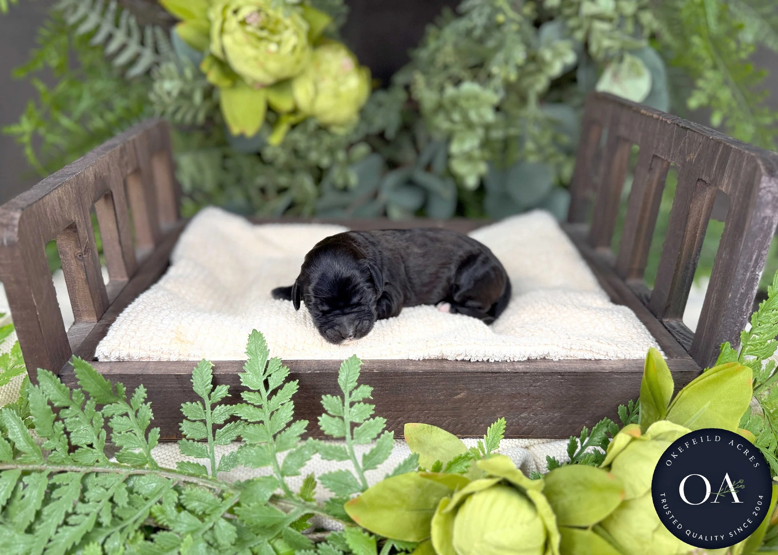Brown-Female-F1b-Standard-English-Teddy-Bear-Goldendoodle-Puppies-For-Sale-Okefeild-Acres-Missouri-2.jpg (Copy)