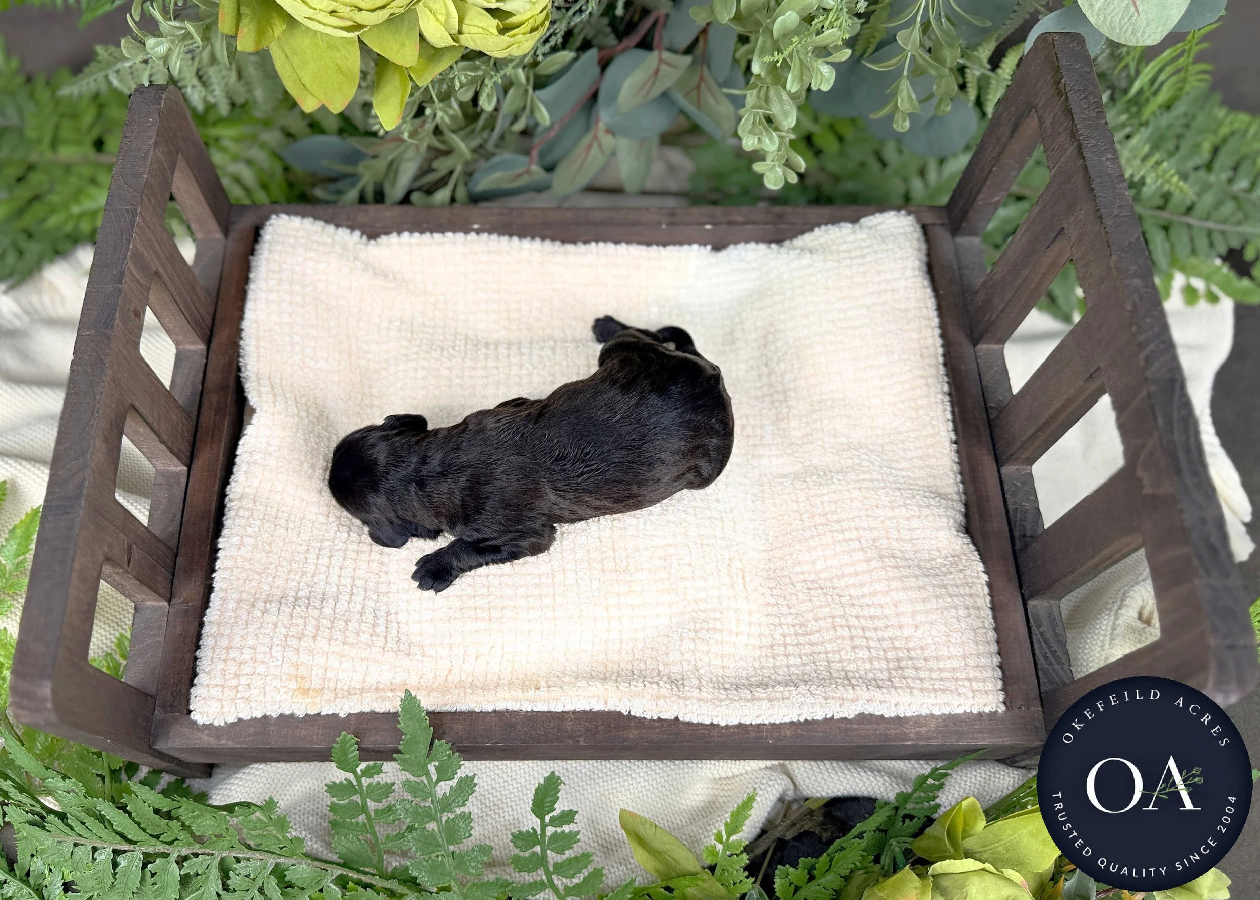 Brown-Female-F1b-Standard-English-Teddy-Bear-Goldendoodle-Puppies-For-Sale-Okefeild-Acres-Missouri-1.jpg (Copy)