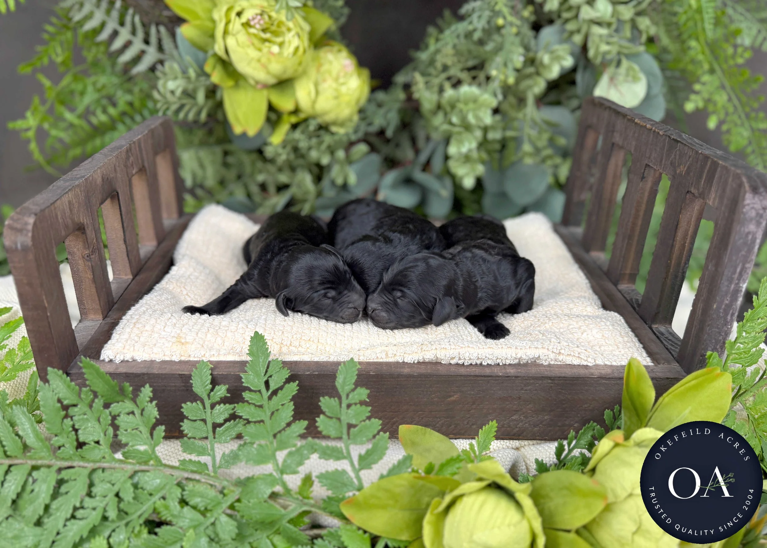 Black-Female-F1b-Standard-English-Teddy-Bear-Goldendoodle-Puppies-For-Sale-Okefeild-Acres-Missouri-2.jpg (Copy)