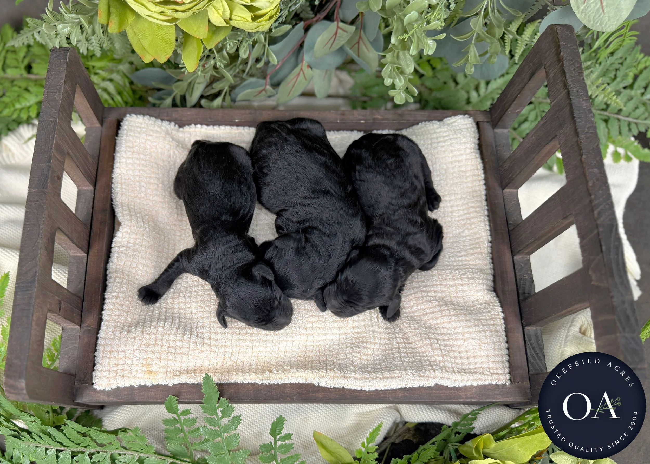 Black-Female-F1b-Standard-English-Teddy-Bear-Goldendoodle-Puppies-For-Sale-Okefeild-Acres-Missouri-1.jpg (Copy)