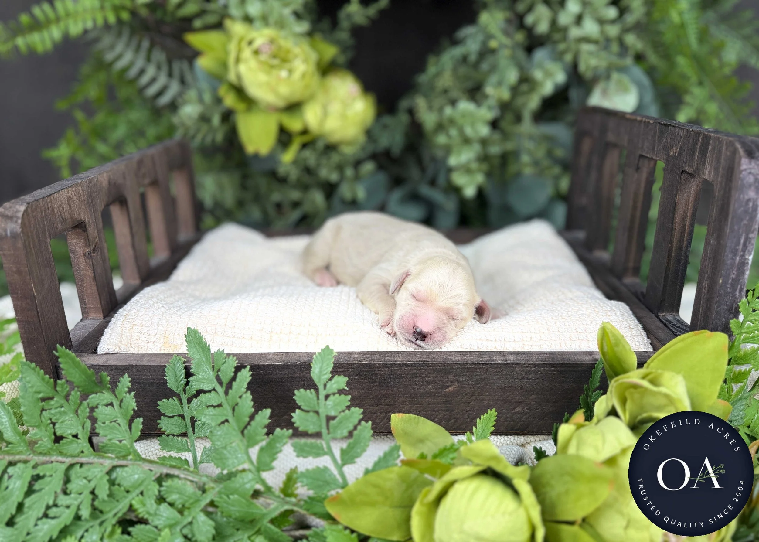Cream-Male-F1b-Standard-English-Teddy-Bear-Goldendoodle-Puppies-For-Sale-Okefeild-Acres-Missouri-1.jpg (Copy)