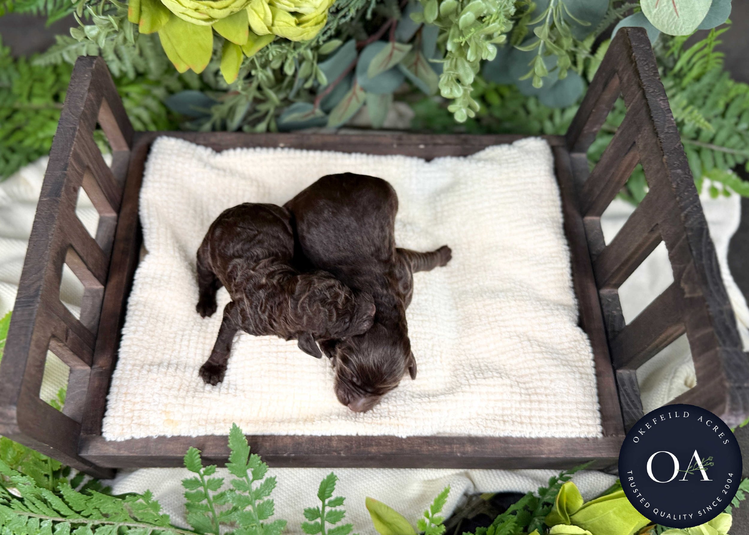 Brown-Male-F1b-Standard-English-Teddy-Bear-Goldendoodle-Puppies-For-Sale-Okefeild-Acres-Missouri-2.jpg (Copy)