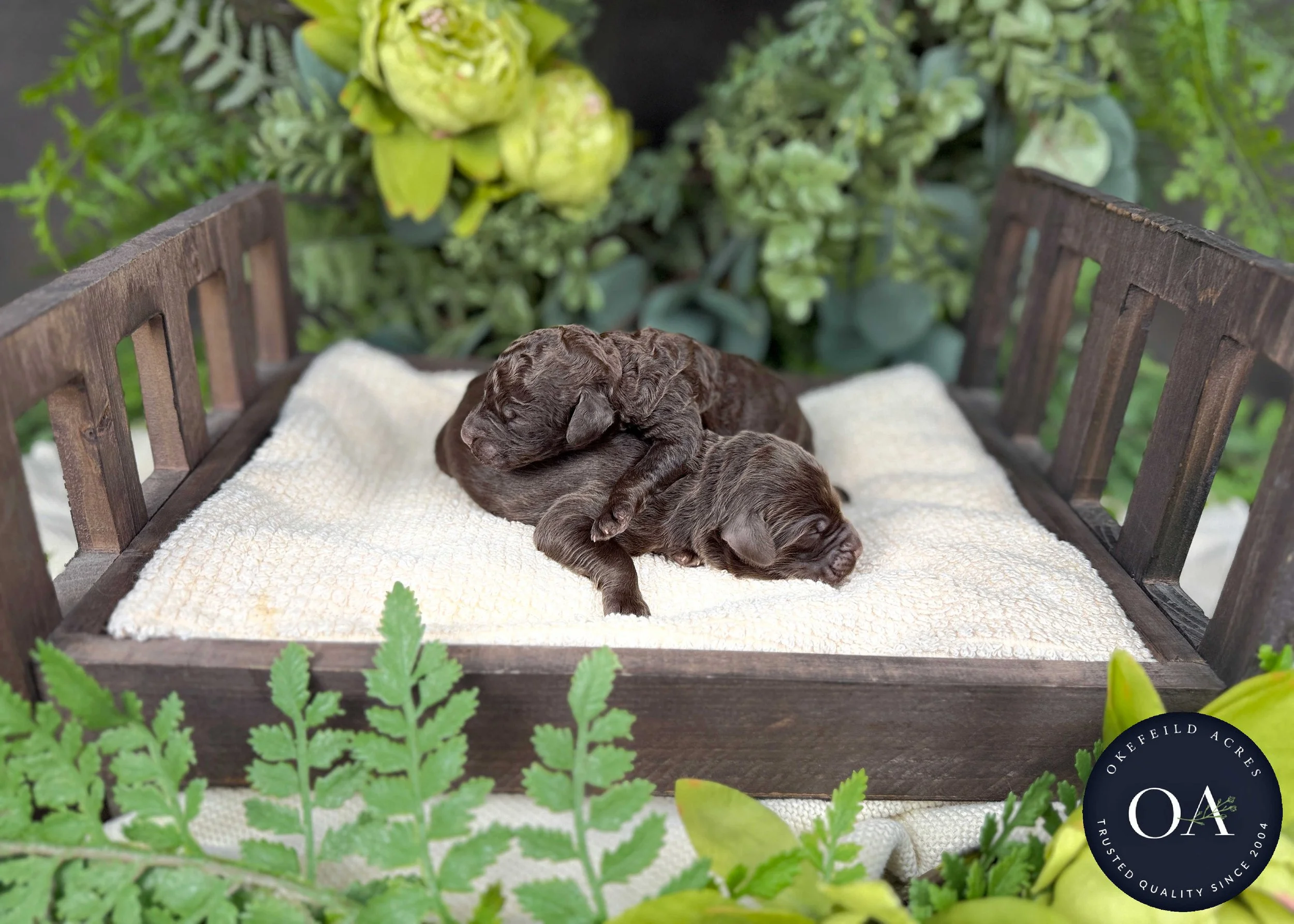 Brown-Male-F1b-Standard-English-Teddy-Bear-Goldendoodle-Puppies-For-Sale-Okefeild-Acres-Missouri-1.jpg (Copy)