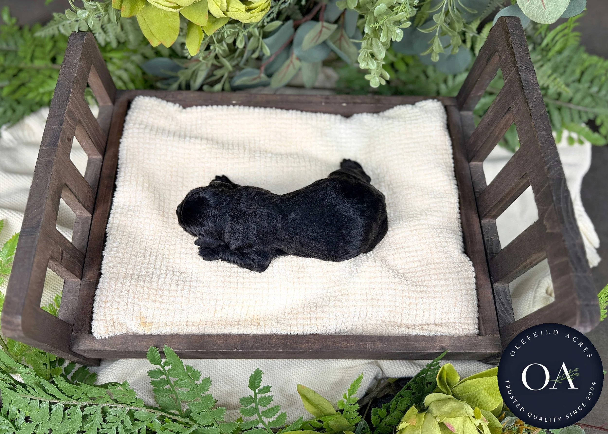 Black-Male-F1b-Standard-English-Teddy-Bear-Goldendoodle-Puppies-For-Sale-Okefeild-Acres-Missouri-1.jpg (Copy)