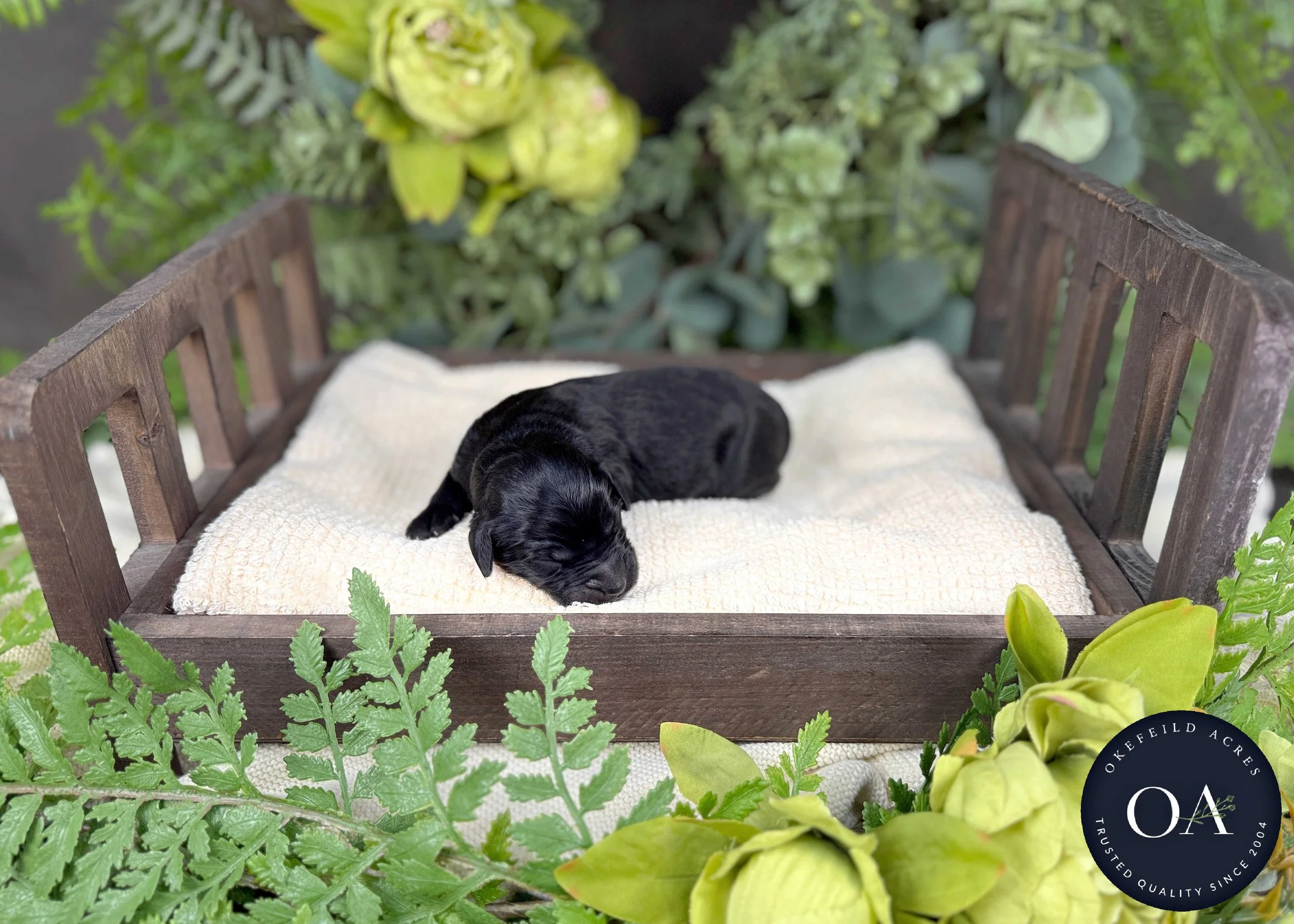 Black-Male-F1b-Standard-English-Teddy-Bear-Goldendoodle-Puppies-For-Sale-Okefeild-Acres-Missouri-3.jpg (Copy)