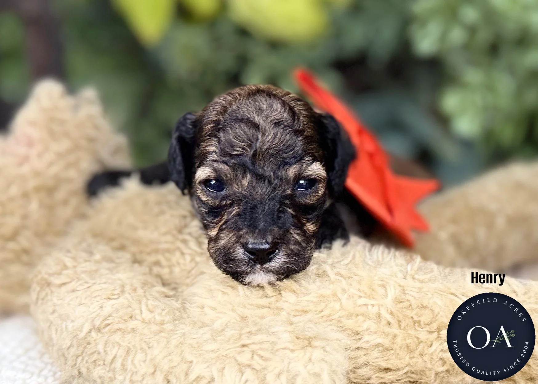 Henry-Br-Phantom-Small-English-Teddy-Bear-Goldendoodle-Puppies-For-Sale-Okefeild-Acres-Missouri-1.jpg (Copy) (Copy)