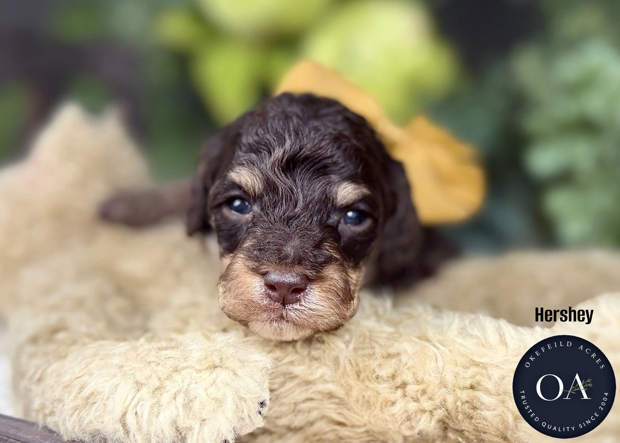 Hershey-Br-Phantom-Small-English-Teddy-Bear-Goldendoodle-Puppies-For-Sale-Okefeild-Acres-Missouri-2.jpg (Copy) (Copy)