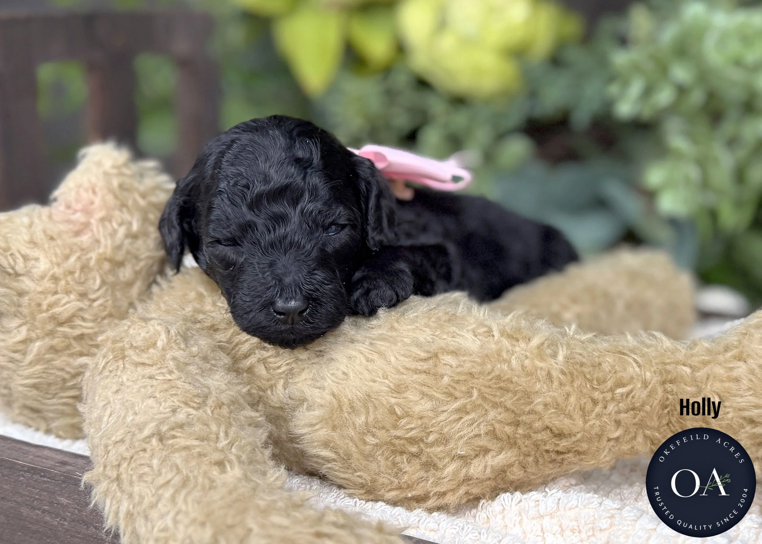 Holly-Black-Small-English-Teddy-Bear-Goldendoodle-Puppies-For-Sale-Okefeild-Acres-Missouri-2.jpg (Copy) (Copy)