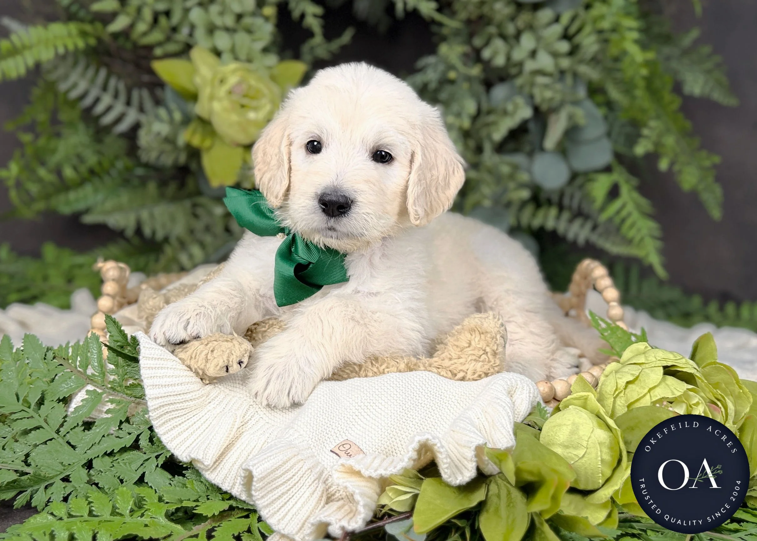 Leo-F1-Standard-English-Teddy-Bear-Goldendoodle-Puppy-For-Sale-Okefeild-Acres-Missouri-3.jpg