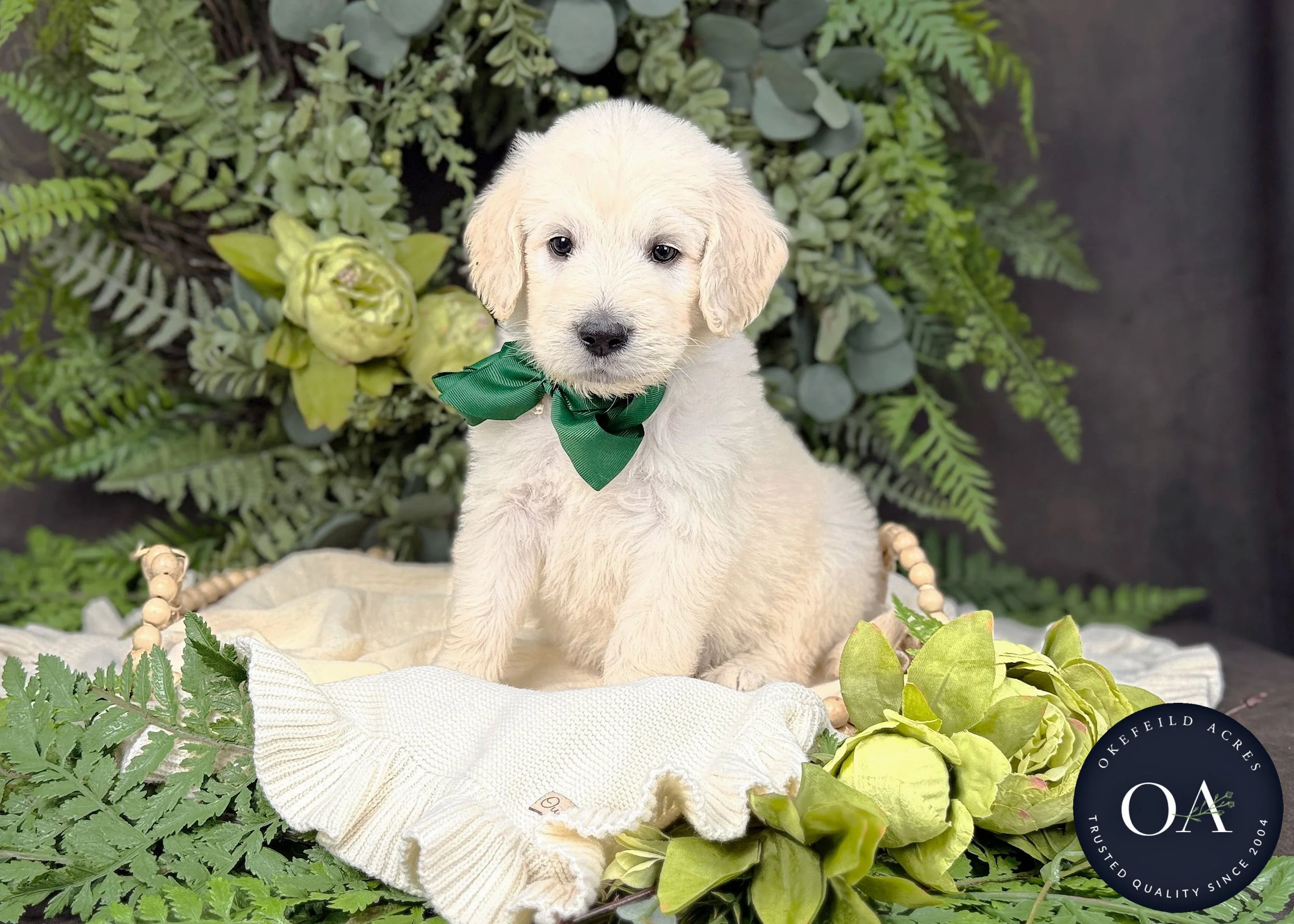 Leo-Liliya-F1-Standard-English-Teddy-Bear-Goldendoodle-Puppy-For-Sale-Okefeild-Acres-Missouri-1.jpg