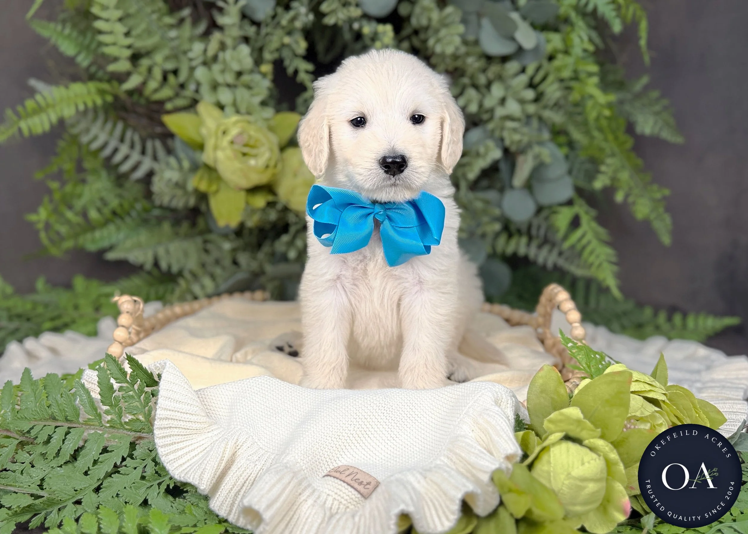 Lenny-Liliya-F1-Standard-English-Teddy-Bear-Goldendoodle-Puppy-For-Sale-Okefeild-Acres-Missouri-1.jpg