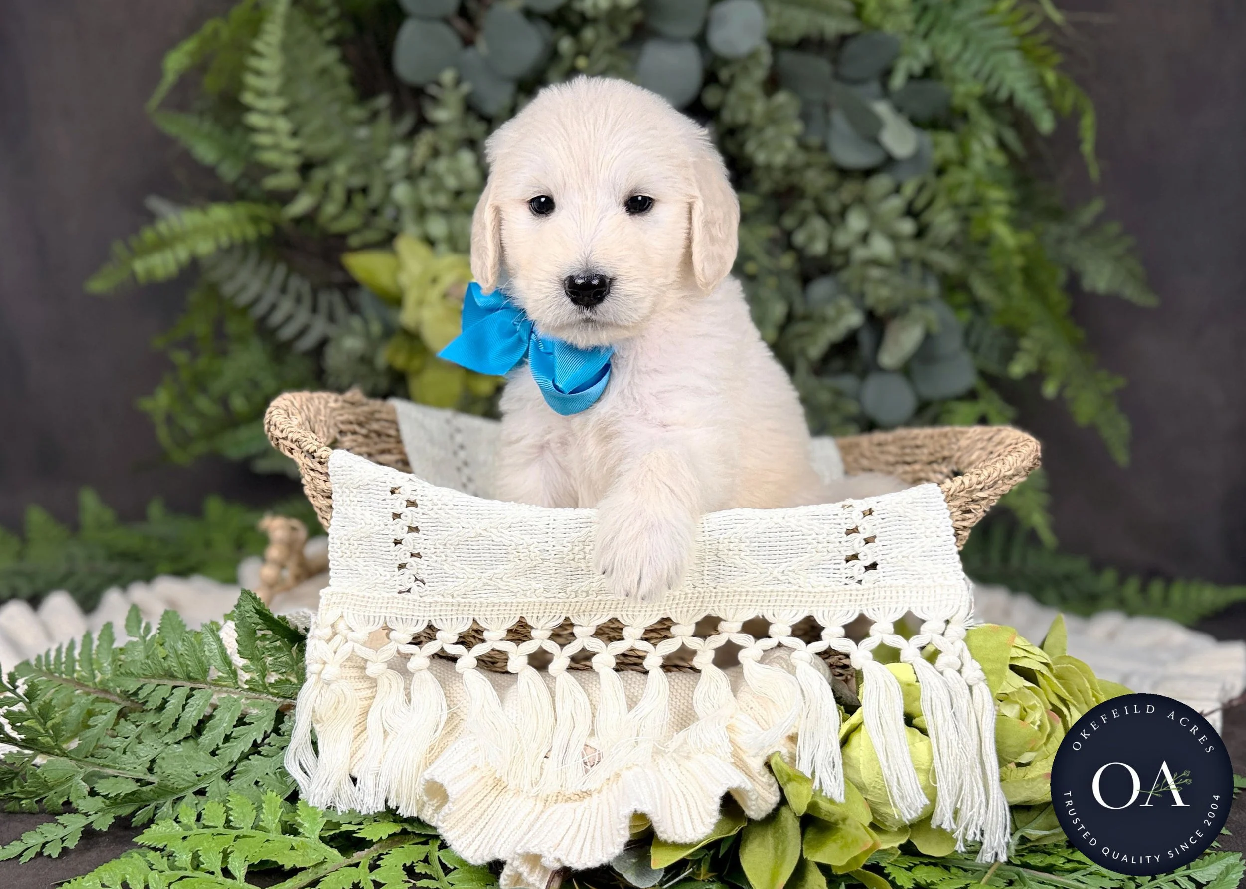 Lenny-Liliya-F1-Standard-English-Teddy-Bear-Goldendoodle-Puppy-For-Sale-Okefeild-Acres-Missouri-3.jpg
