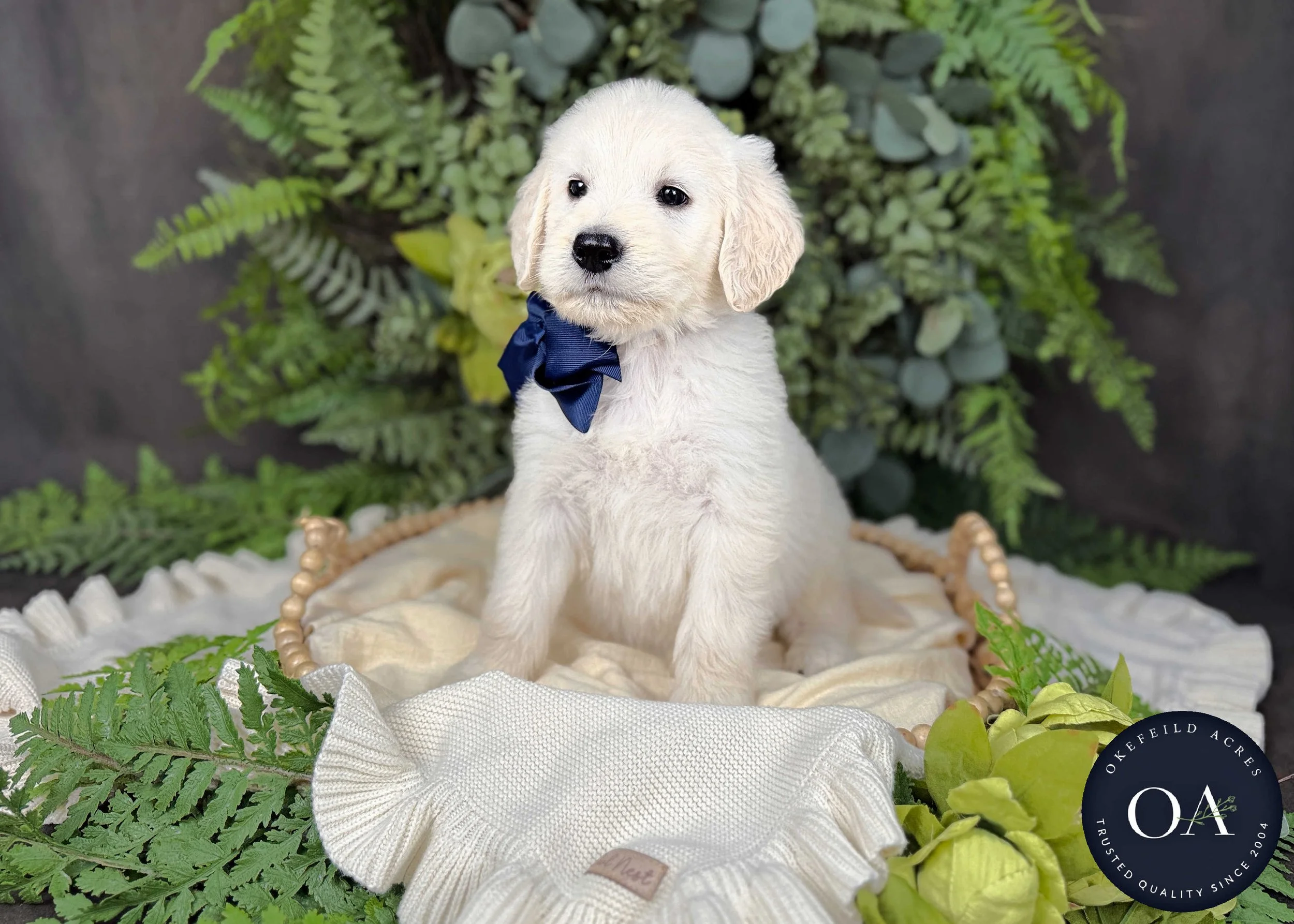 Levi-Liliya-F1-Standard-English-Teddy-Bear-Goldendoodle-Puppy-For-Sale-Okefeild-Acres-Missouri-2.jpg