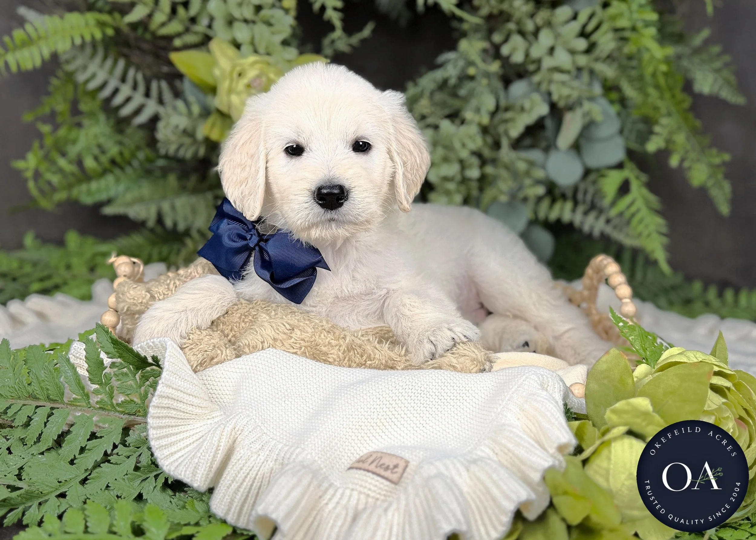 Levi-Liliya-F1-Standard-English-Teddy-Bear-Goldendoodle-Puppy-For-Sale-Okefeild-Acres-Missouri-3.jpg