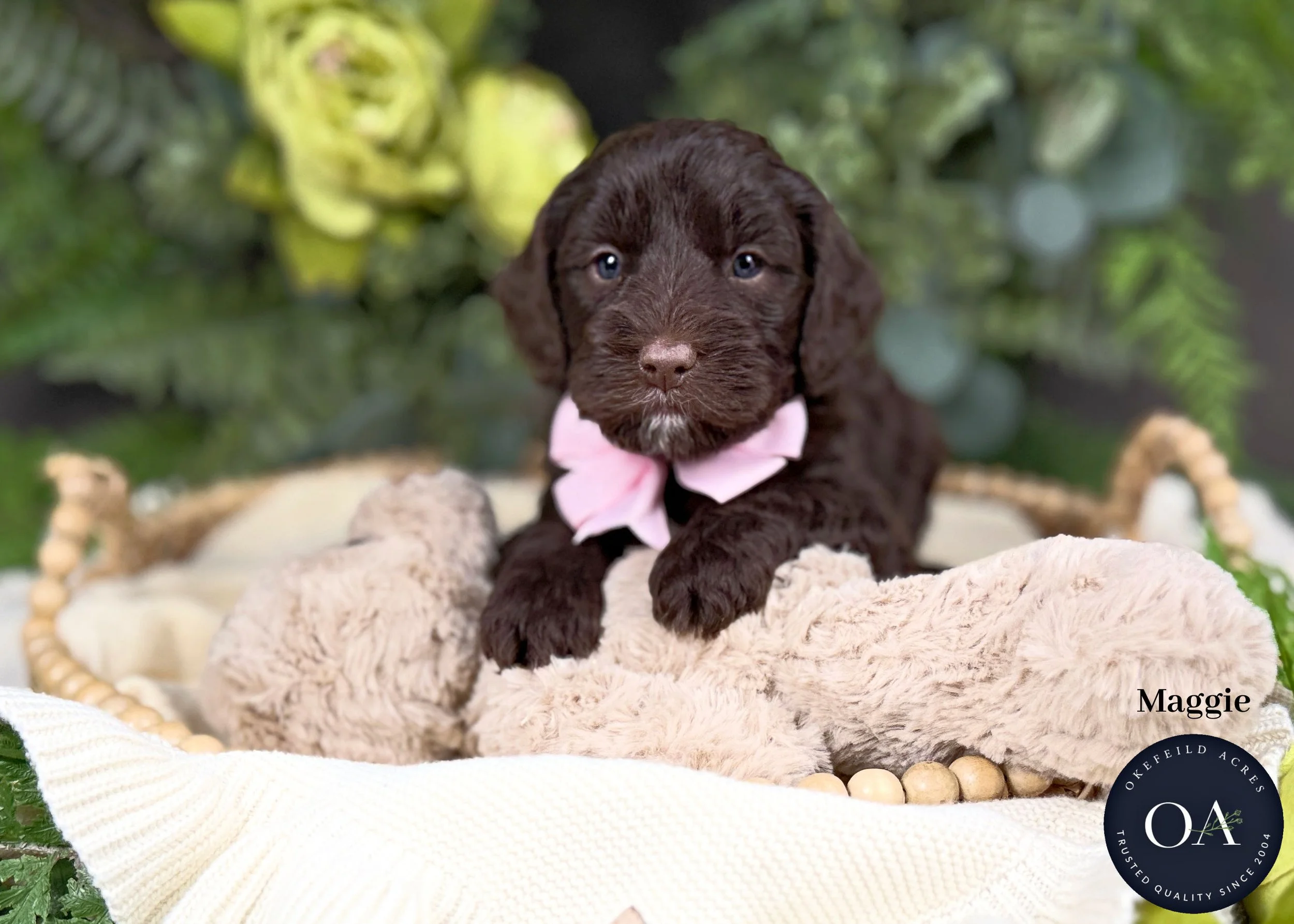 Maggie-F1b-Min-English-Teddy-Bear-Goldendoodle-Puppy-For-Sale-Okefeild-Acres-Missouri.jpg (Copy) (Copy)