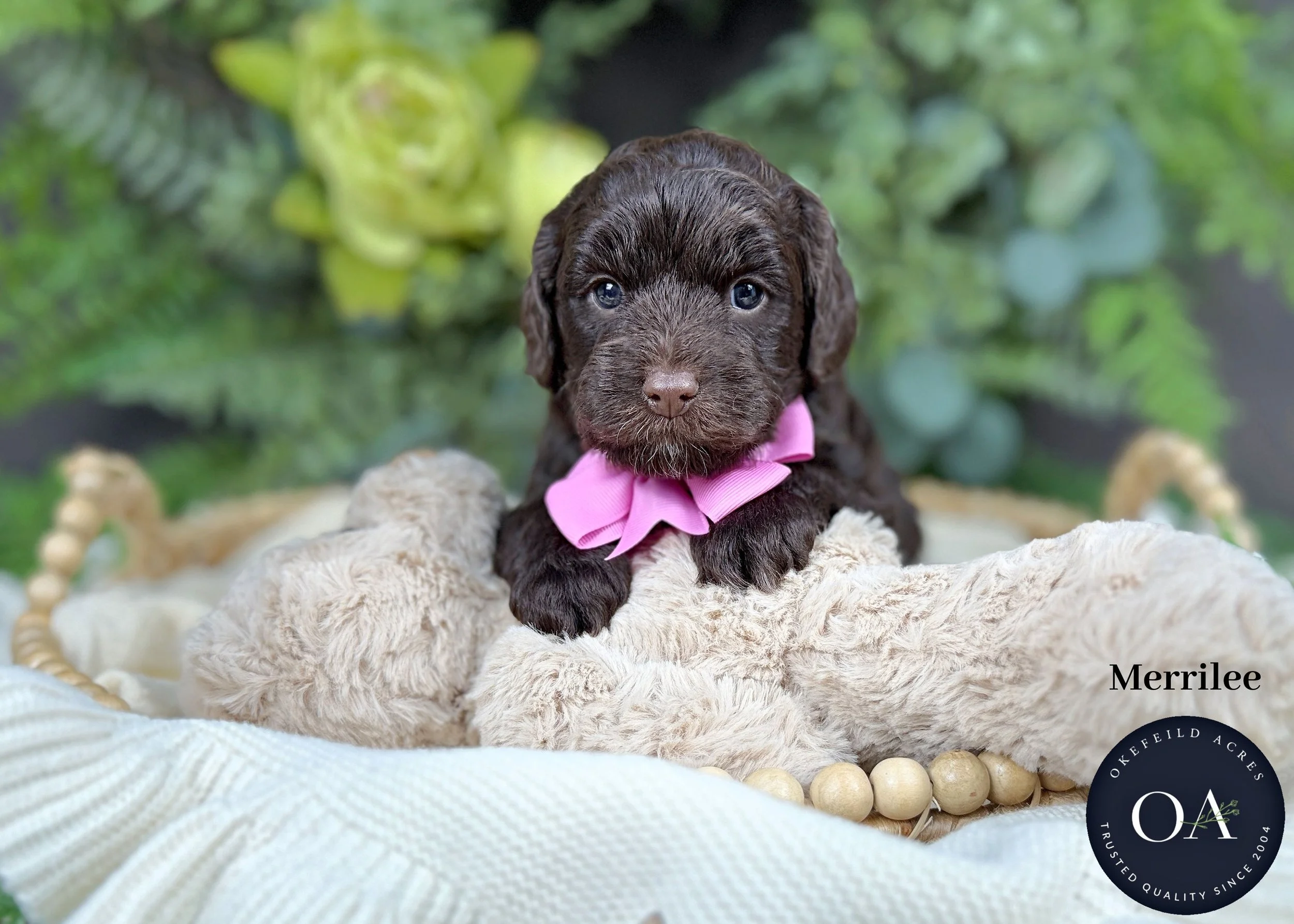 Merrilee-F1b-Min-English-Teddy-Bear-Goldendoodle-Puppy-For-Sale-Okefeild-Acres-Missouri.jpg (Copy) (Copy)