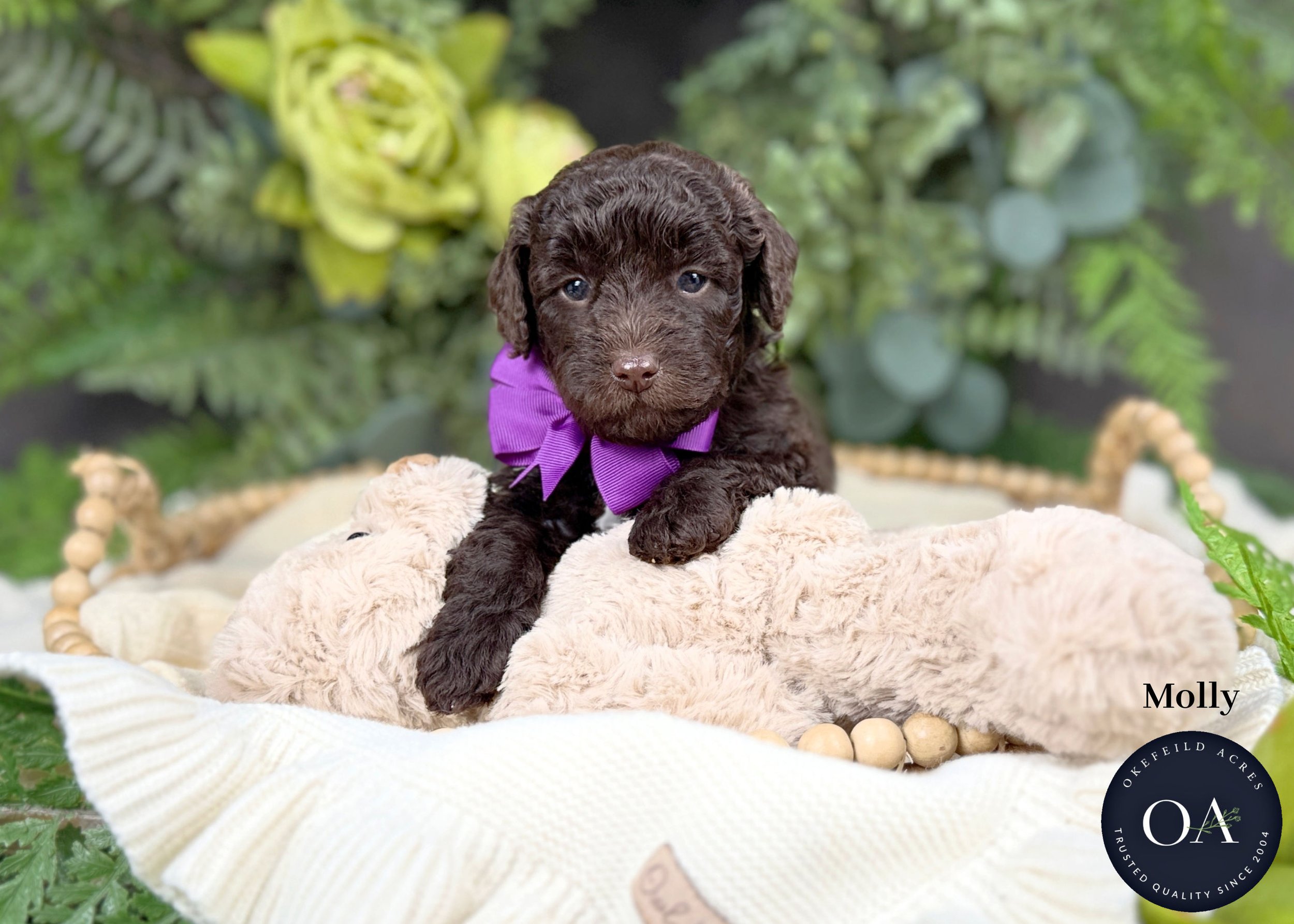 Molly-F1b-Min-English-Teddy-Bear-Goldendoodle-Puppy-For-Sale-Okefeild-Acres-Missouri.jpg (Copy) (Copy)