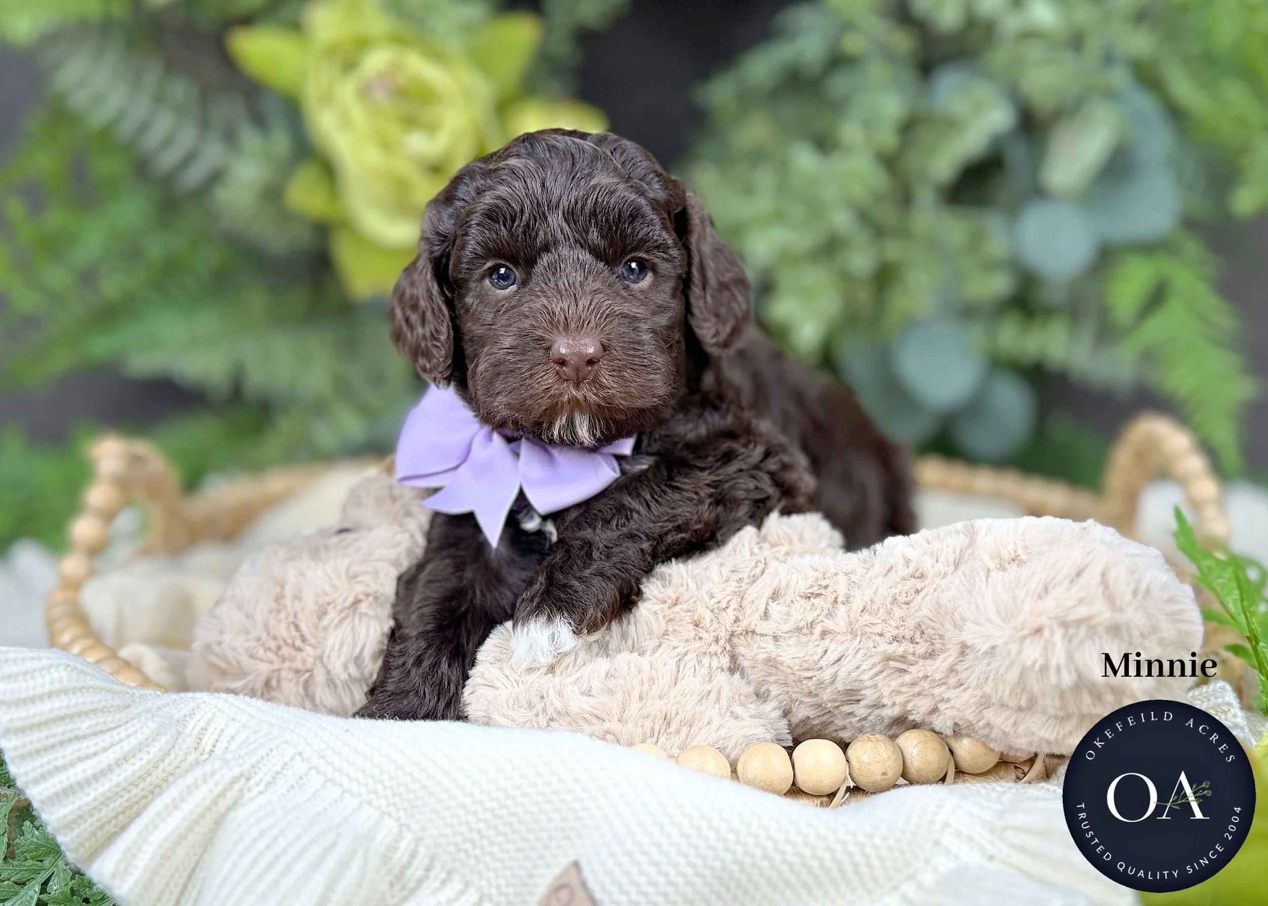 Minnie-F1b-Min-English-Teddy-Bear-Goldendoodle-Puppy-For-Sale-Okefeild-Acres-Missouri.jpg (Copy) (Copy)