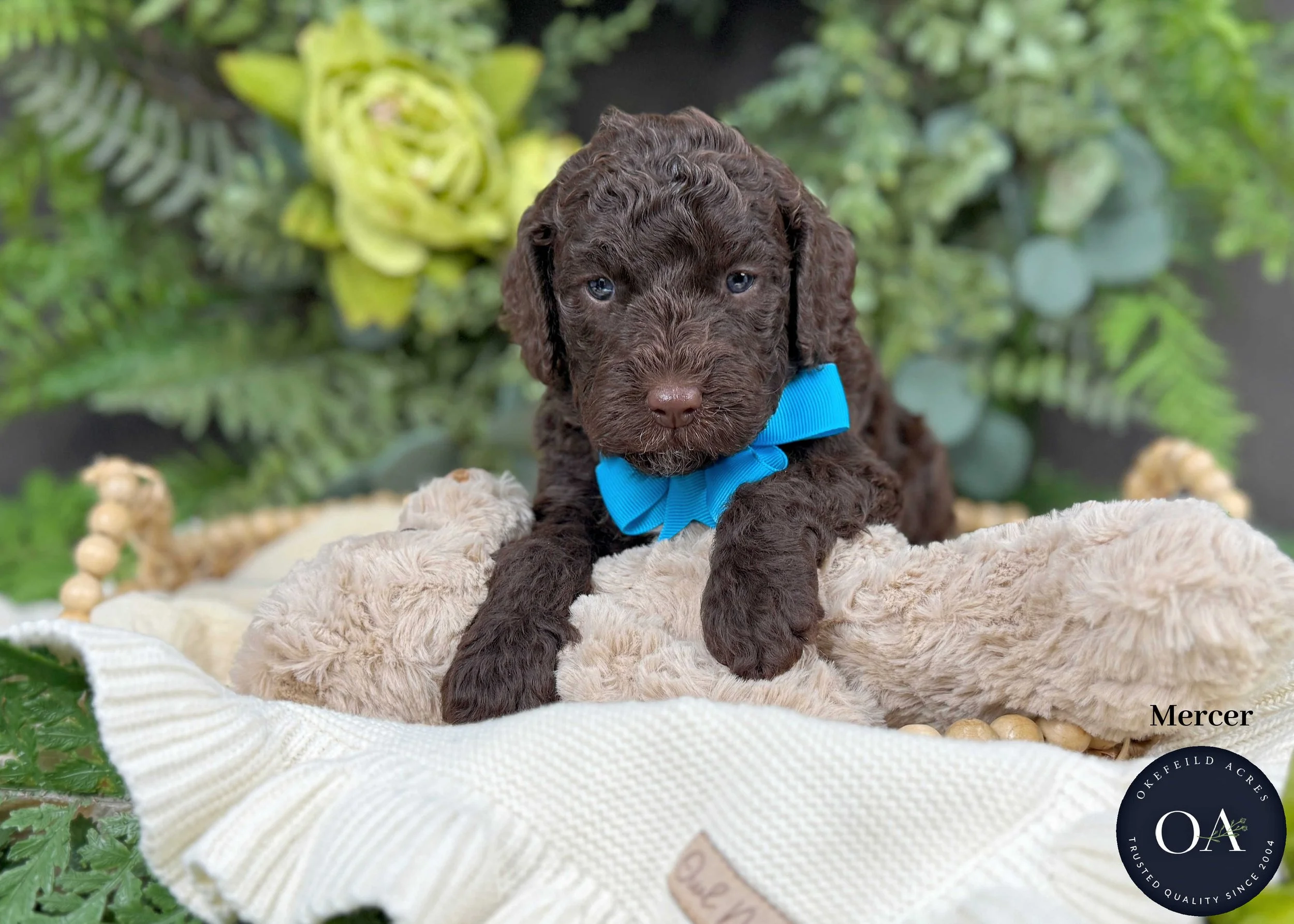 Mercer-F1b-Min-English-Teddy-Bear-Goldendoodle-Puppy-For-Sale-Okefeild-Acres-Missouri.jpg (Copy)