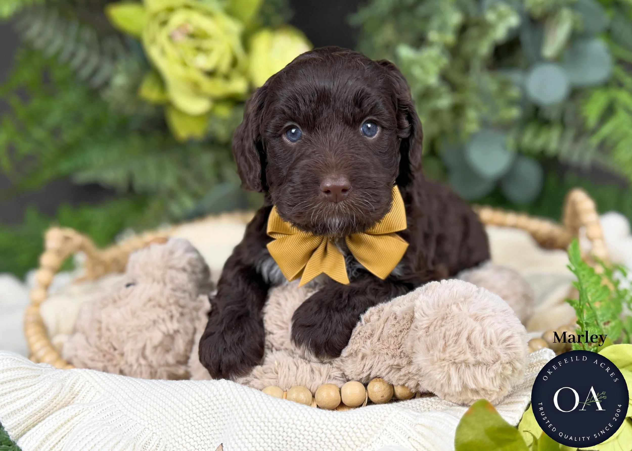 Marley-F1b-Min-English-Teddy-Bear-Goldendoodle-Puppy-For-Sale-Okefeild-Acres-Missouri.jpg (Copy)