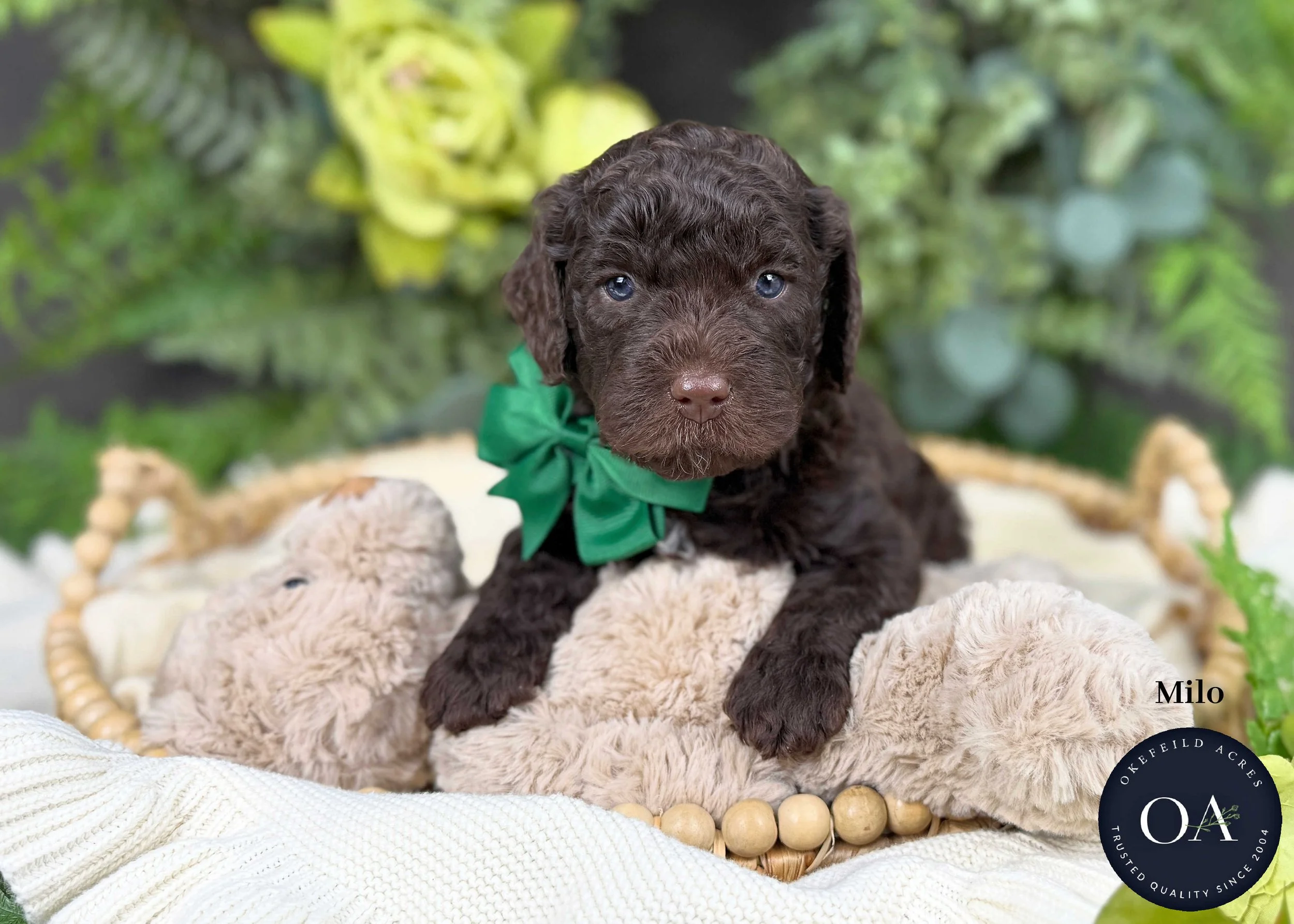 Milo-F1b-Min-English-Teddy-Bear-Goldendoodle-Puppy-For-Sale-Okefeild-Acres-Missouri.jpg (Copy)