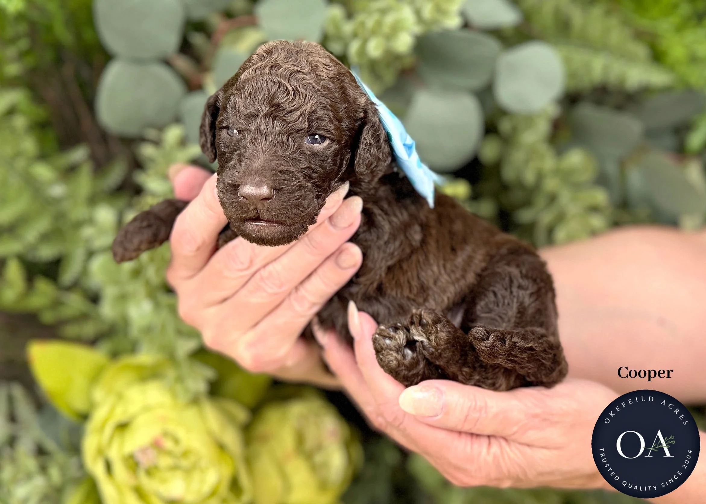 Cooper-Brn-Male-Lt-Blue-F1b-Standard-English-Teddy-Bear-Goldendoodle-Puppy-For-Sale-Okefeild-Acres-Missouri.jpg (Copy)