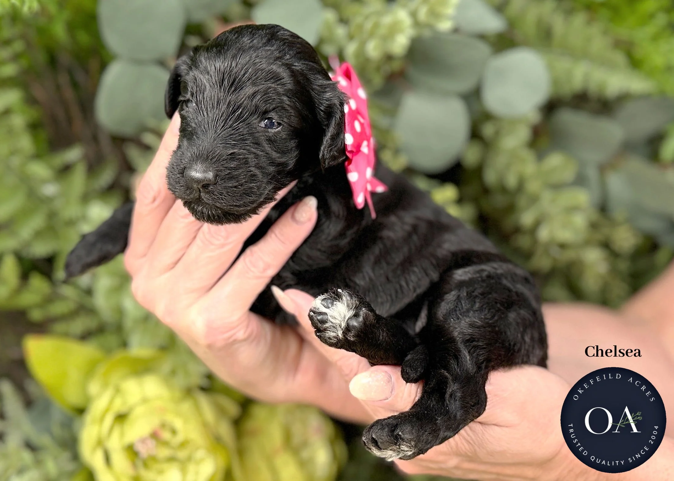 Chelsea-Blk-Female-Dk-Pink-F1b-Standard-English-Teddy-Bear-Goldendoodle-Puppy-For-Sale-Okefeild-Acres-Missouri.jpg (Copy)