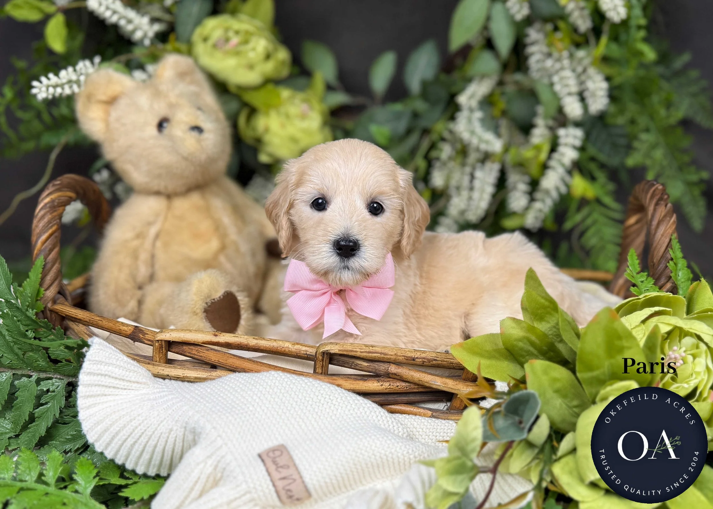 Paris-F1b-Mini-English-Teddy-Bear-Goldendoodle-Puppies-For-Sale-Okefeild-Acres-Missouri.jpg (Copy)