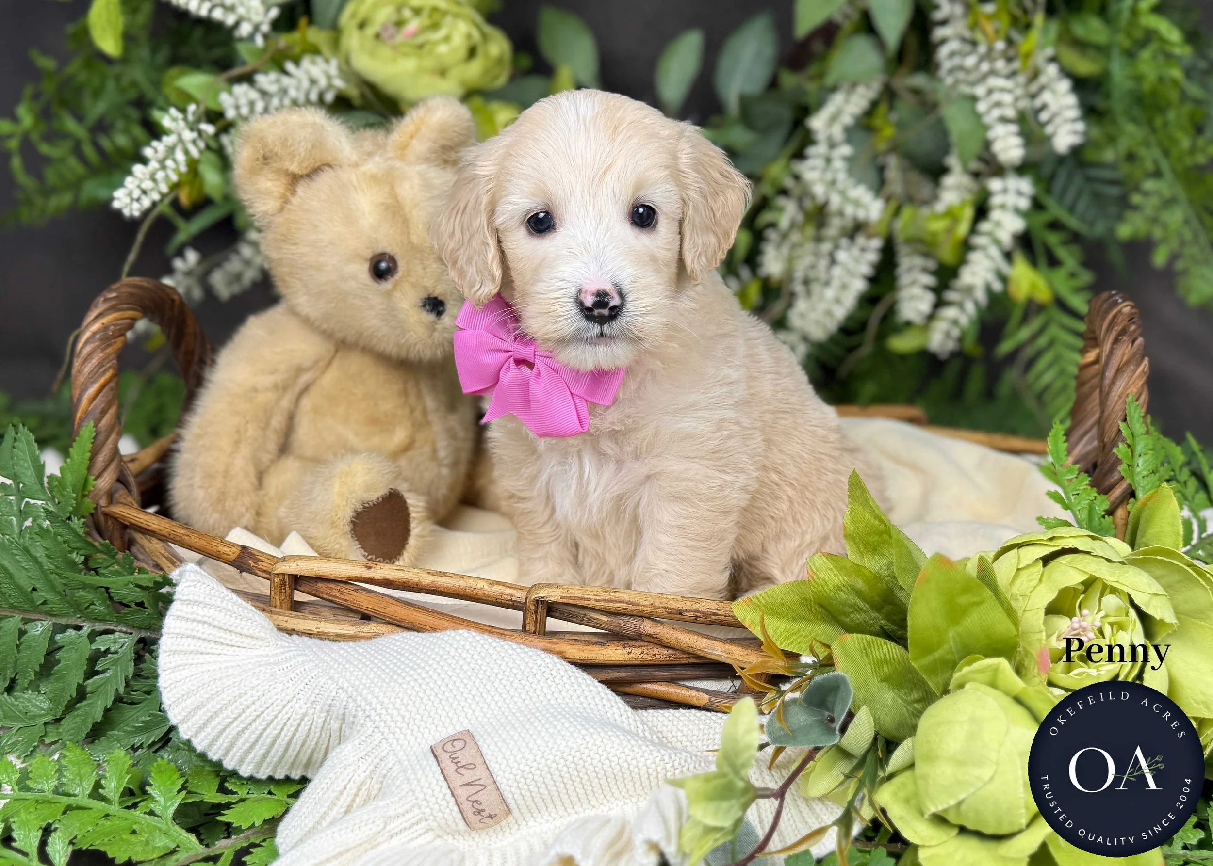 Penny-F1b-Mini-English-Teddy-Bear-Goldendoodle-Puppies-For-Sale-Okefeild-Acres-Missouri.jpg (Copy)