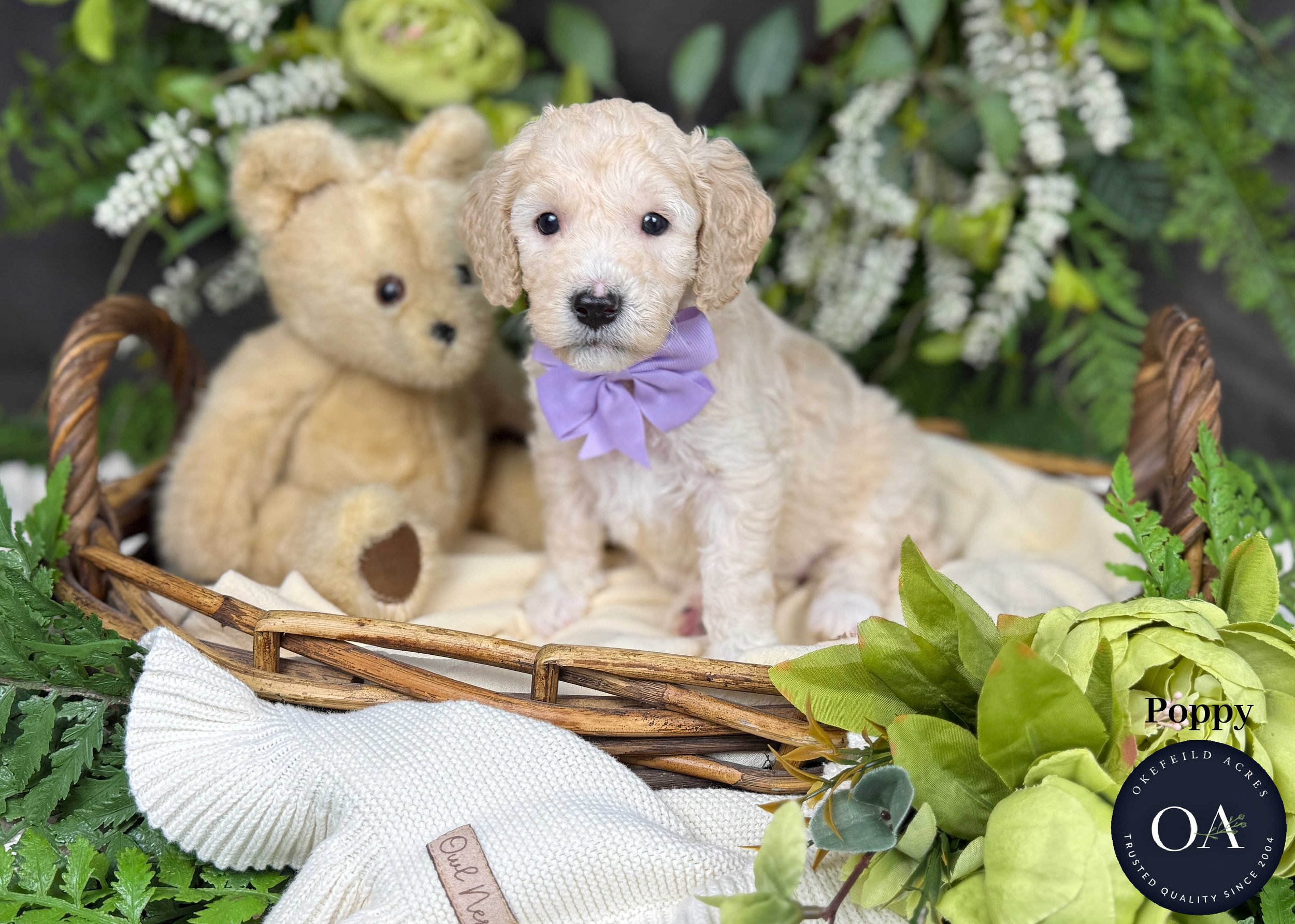 Poppy-F1b-Mini-English-Teddy-Bear-Goldendoodle-Puppies-For-Sale-Okefeild-Acres-Missouri.jpg (Copy)