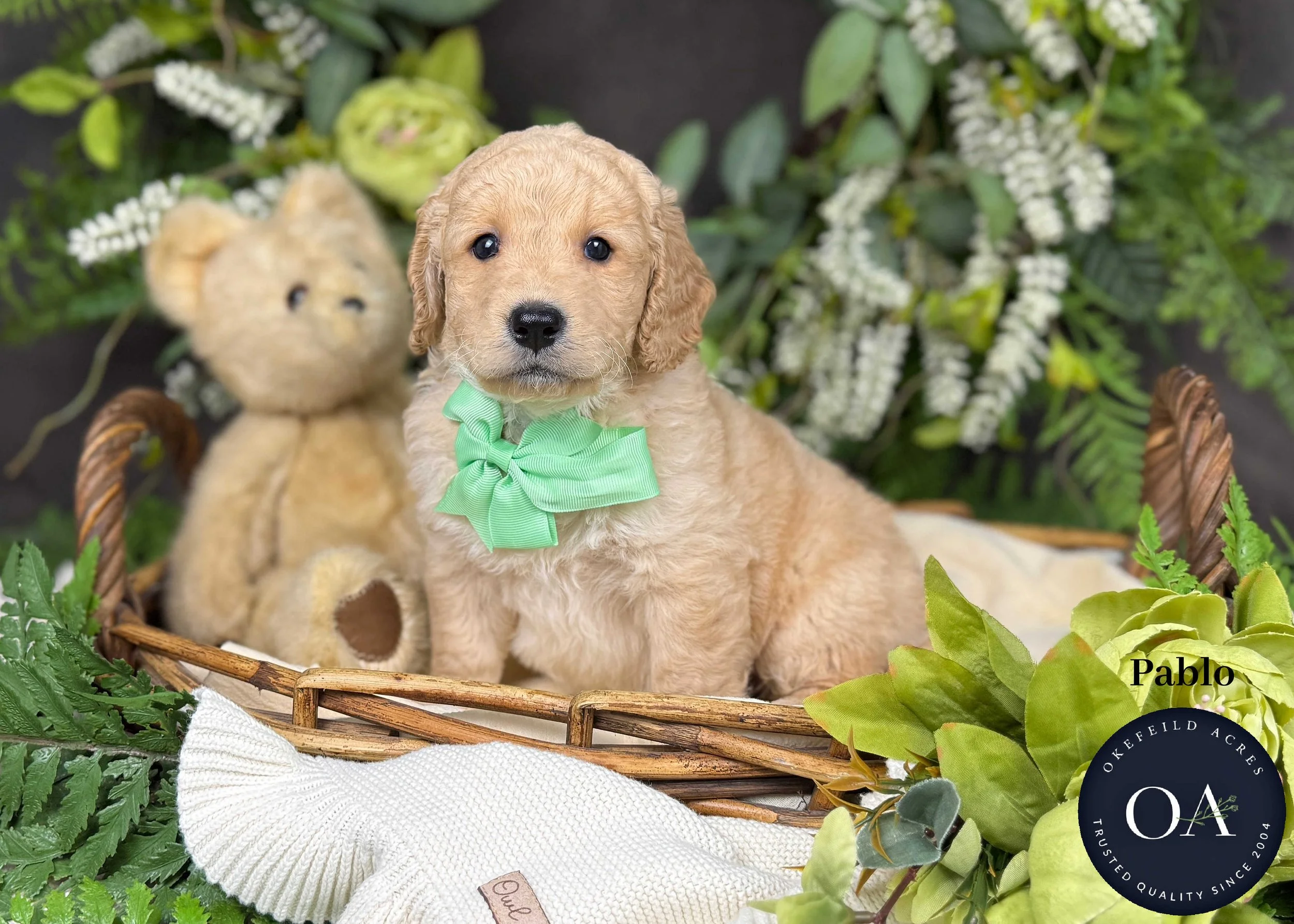 Pablo-F1b-Mini-English-Teddy-Bear-Goldendoodle-Puppies-For-Sale-Okefeild-Acres-Missouri.jpg (Copy)