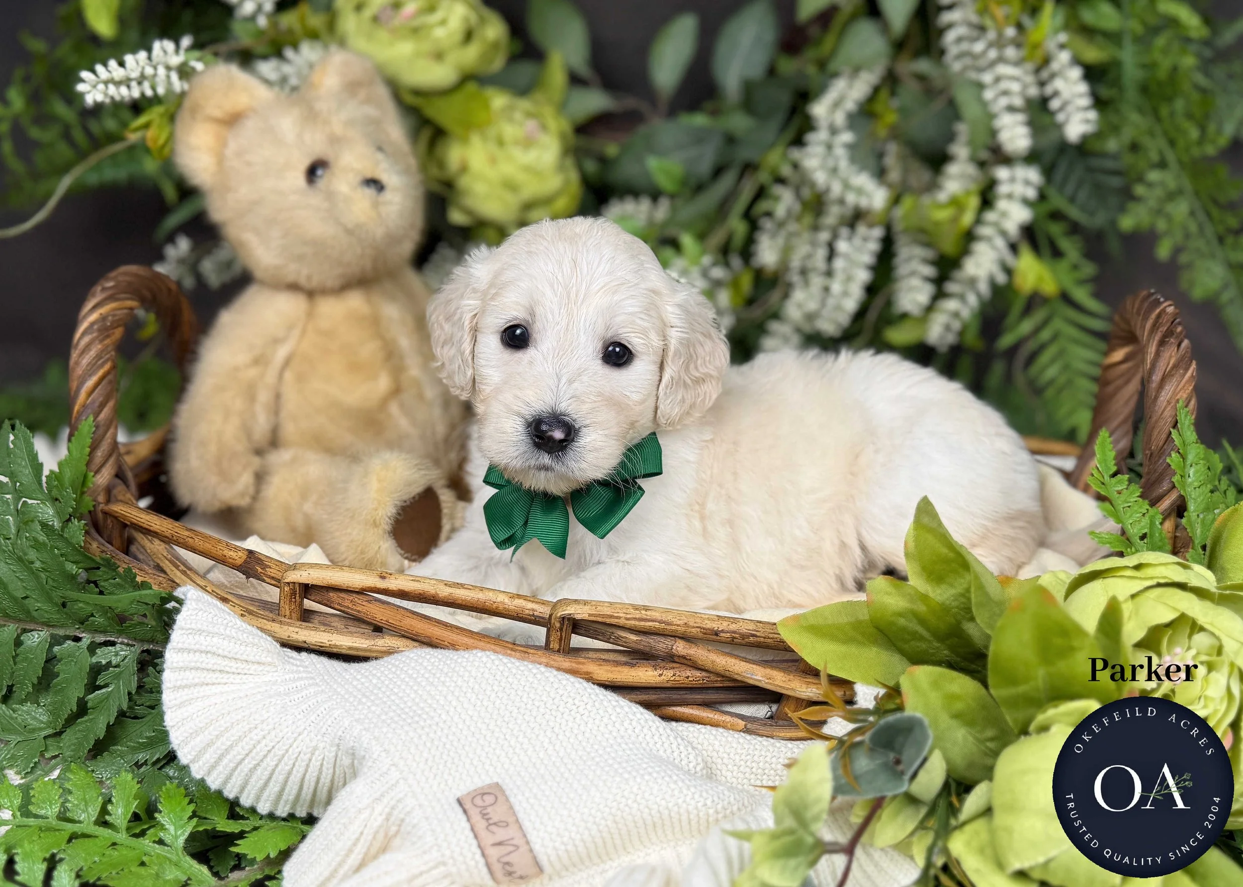 Parker-F1b-Mini-English-Teddy-Bear-Goldendoodle-Puppies-For-Sale-Okefeild-Acres-Missouri.jpg (Copy)