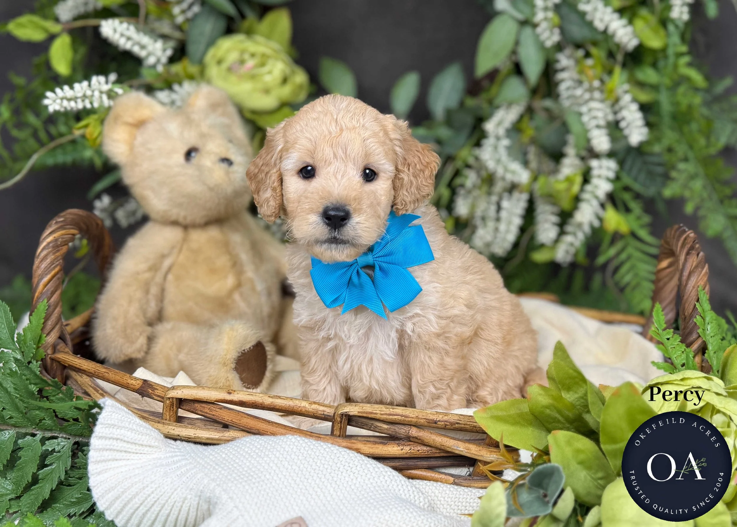 Percy-F1b-Mini-English-Teddy-Bear-Goldendoodle-Puppies-For-Sale-Okefeild-Acres-Missouri.jpg (Copy)