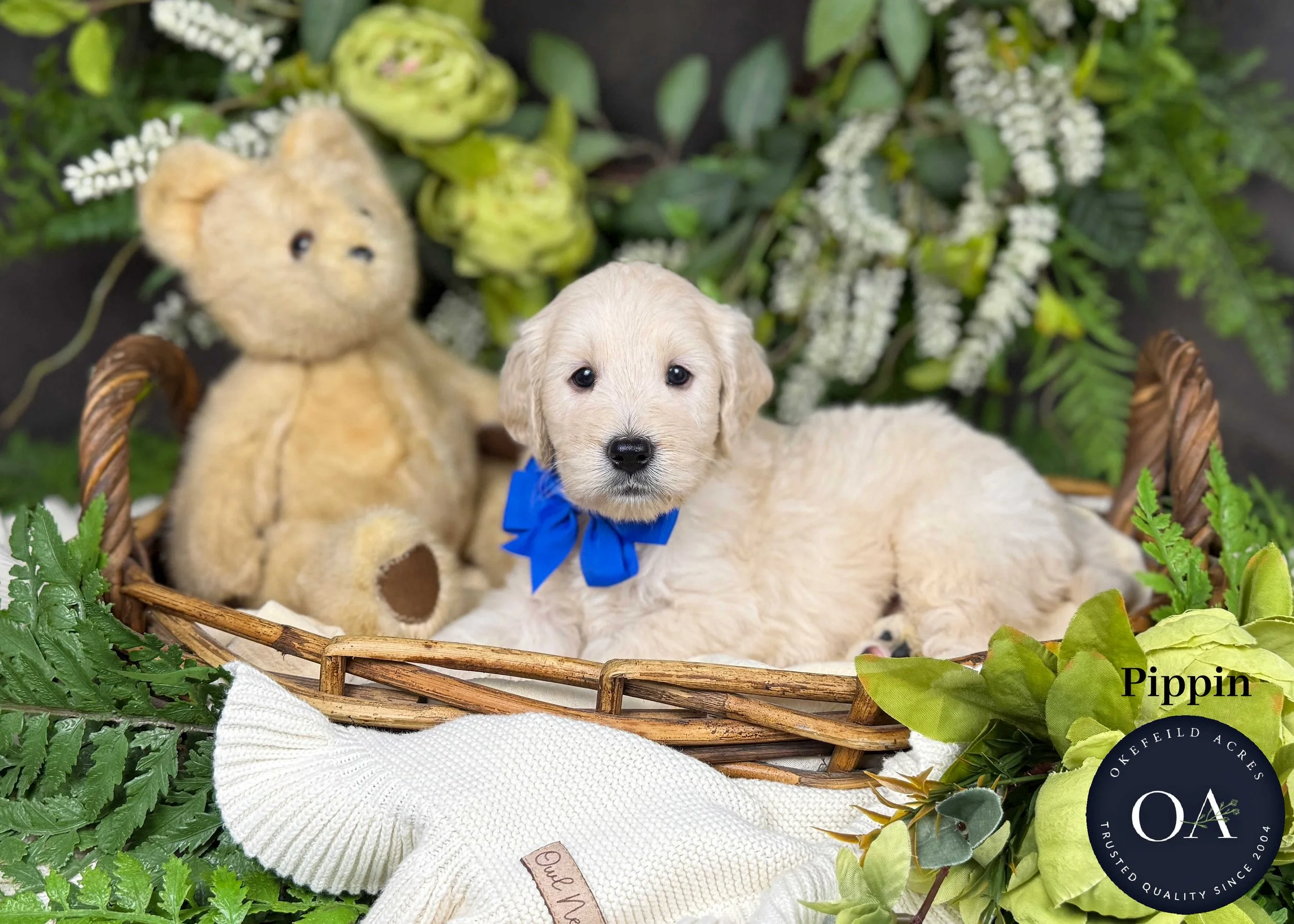 Pippin-F1b-Mini-English-Teddy-Bear-Goldendoodle-Puppies-For-Sale-Okefeild-Acres-Missouri.jpg (Copy)