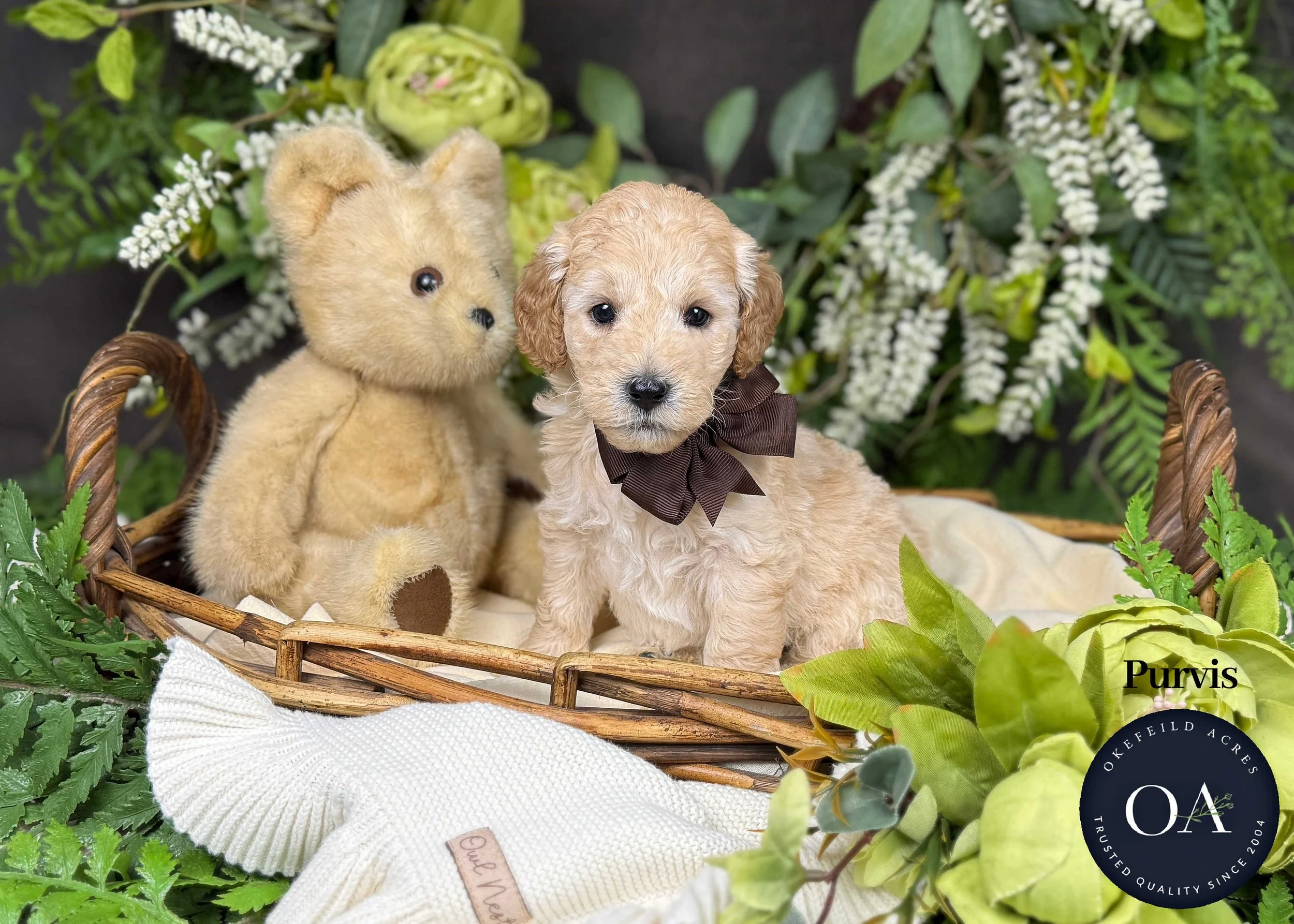 Purvis-F1b-Mini-English-Teddy-Bear-Goldendoodle-Puppies-For-Sale-Okefeild-Acres-Missouri.jpg (Copy)