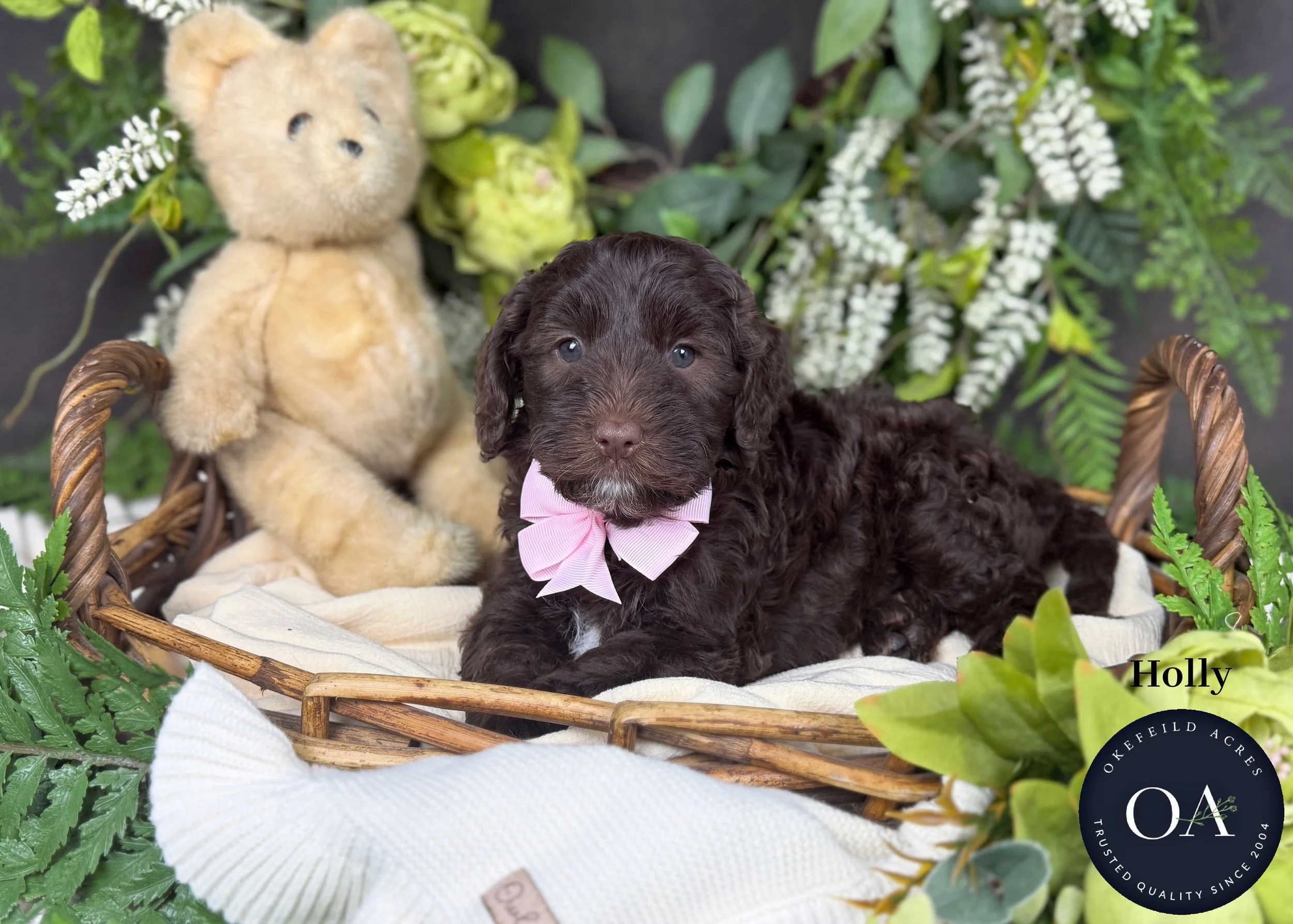 Maggie-F2b-Mini-English-Teddy-Bear-Goldendoodle-Puppies-For-Sale-Okefeild-Acres-Missouri.jpg (Copy) (Copy)