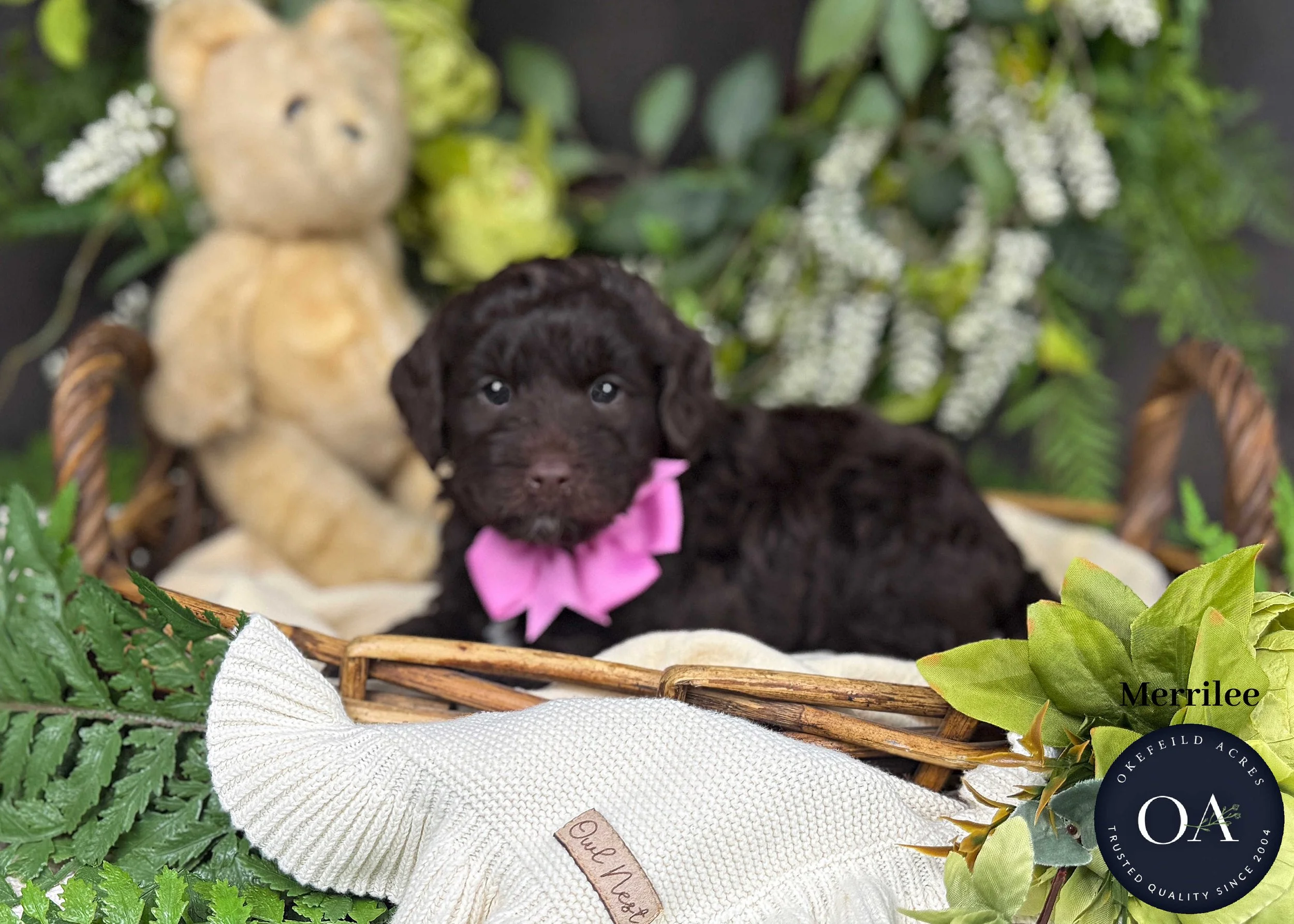 Merrilee-F2b-Mini-English-Teddy-Bear-Goldendoodle-Puppies-For-Sale-Okefeild-Acres-Missouri.jpg (Copy) (Copy)
