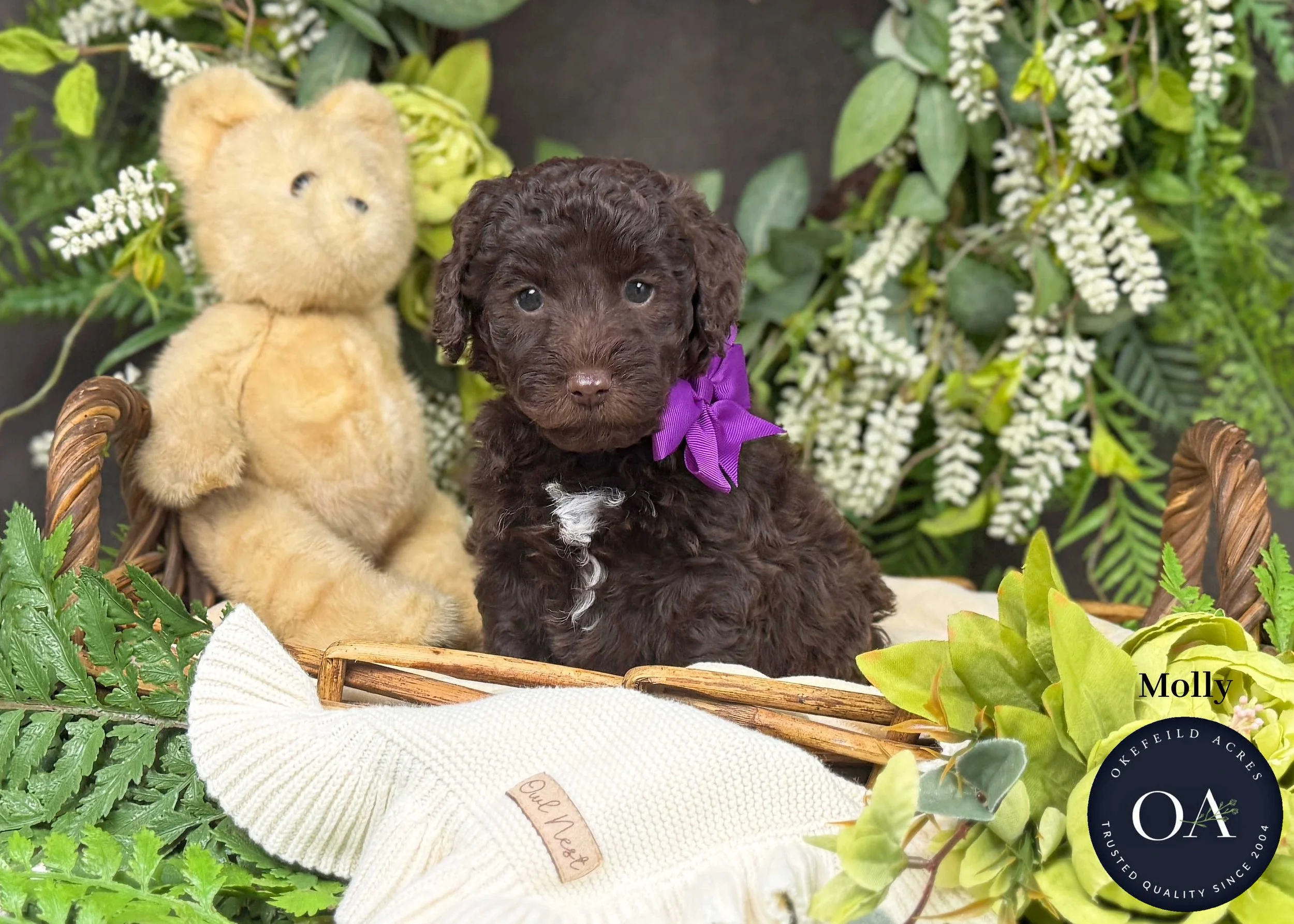 Molly-F2b-Mini-English-Teddy-Bear-Goldendoodle-Puppies-For-Sale-Okefeild-Acres-Missouri.jpg (Copy) (Copy)